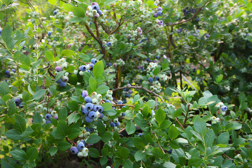 지리산베리닷컴