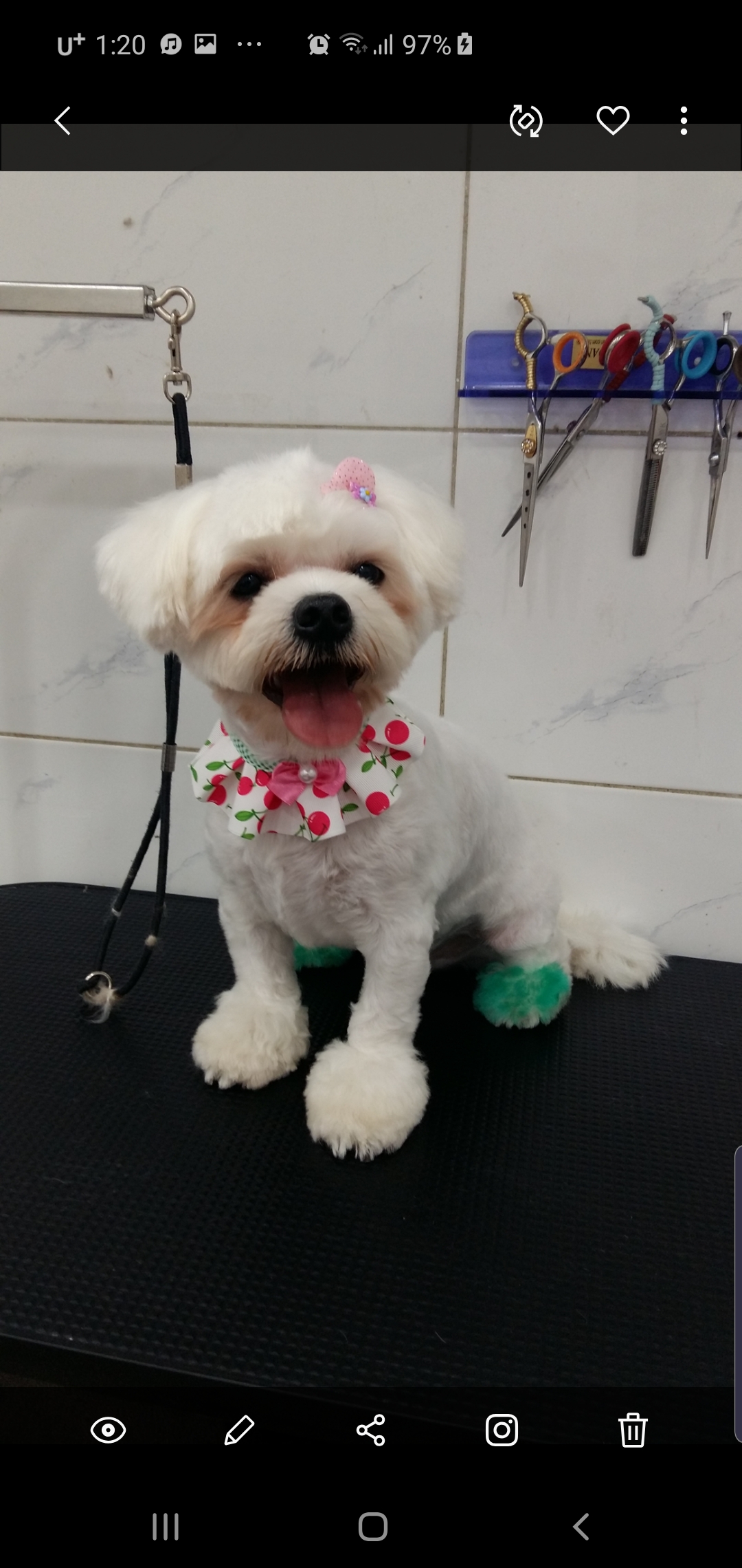 개편한세상애견미용 대표 이미지