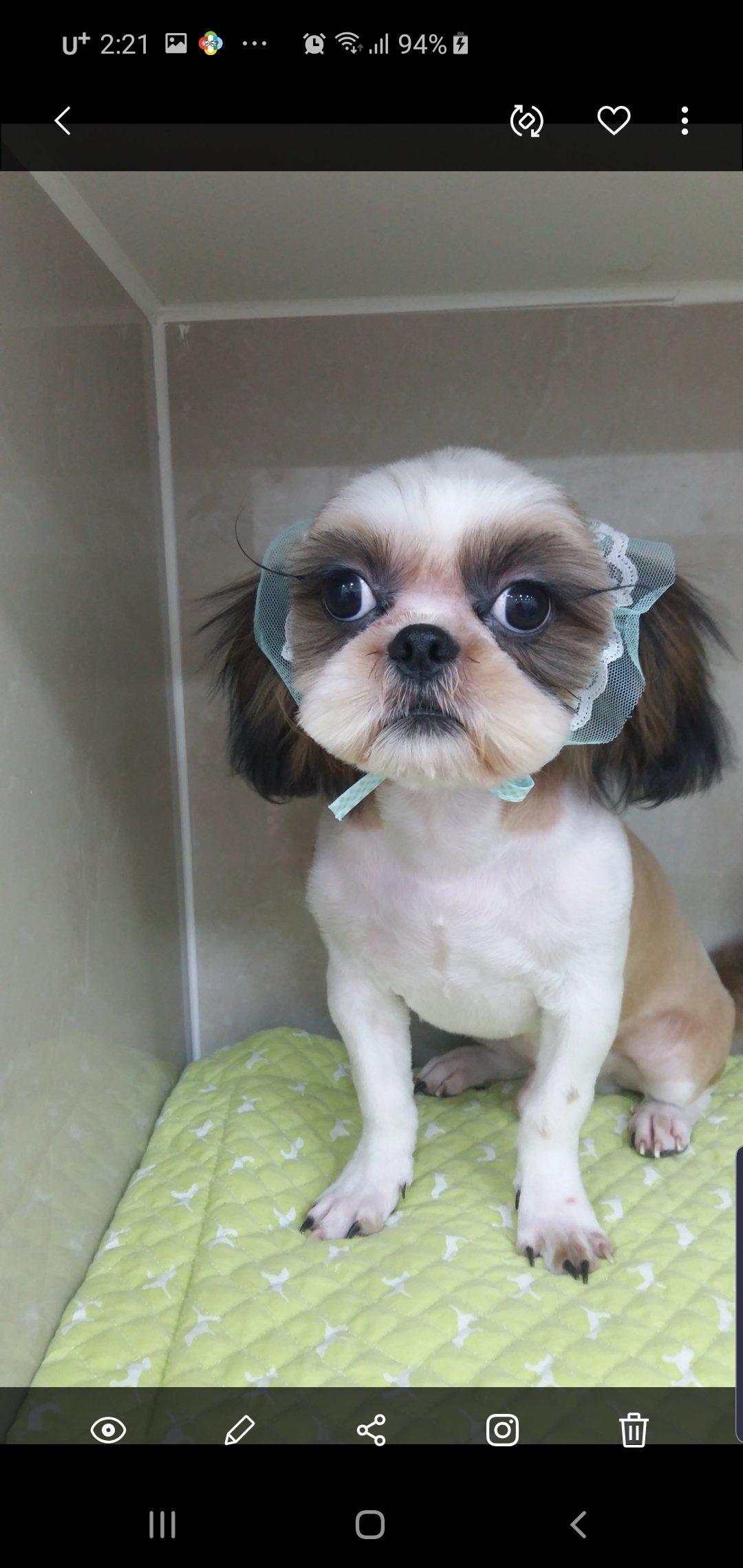 개편한세상애견미용 대표 이미지