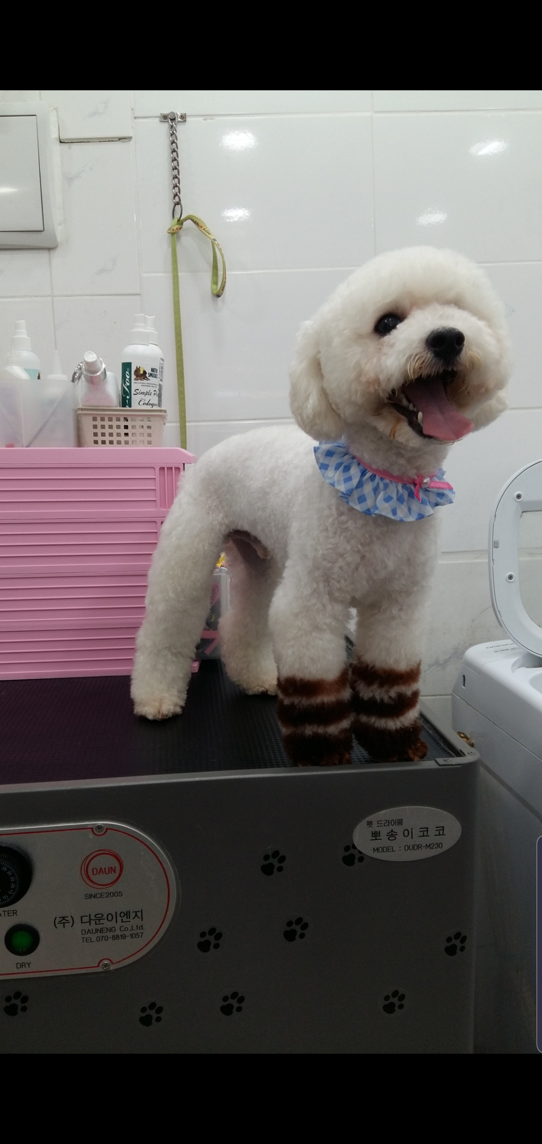 개편한세상애견미용 대표 이미지