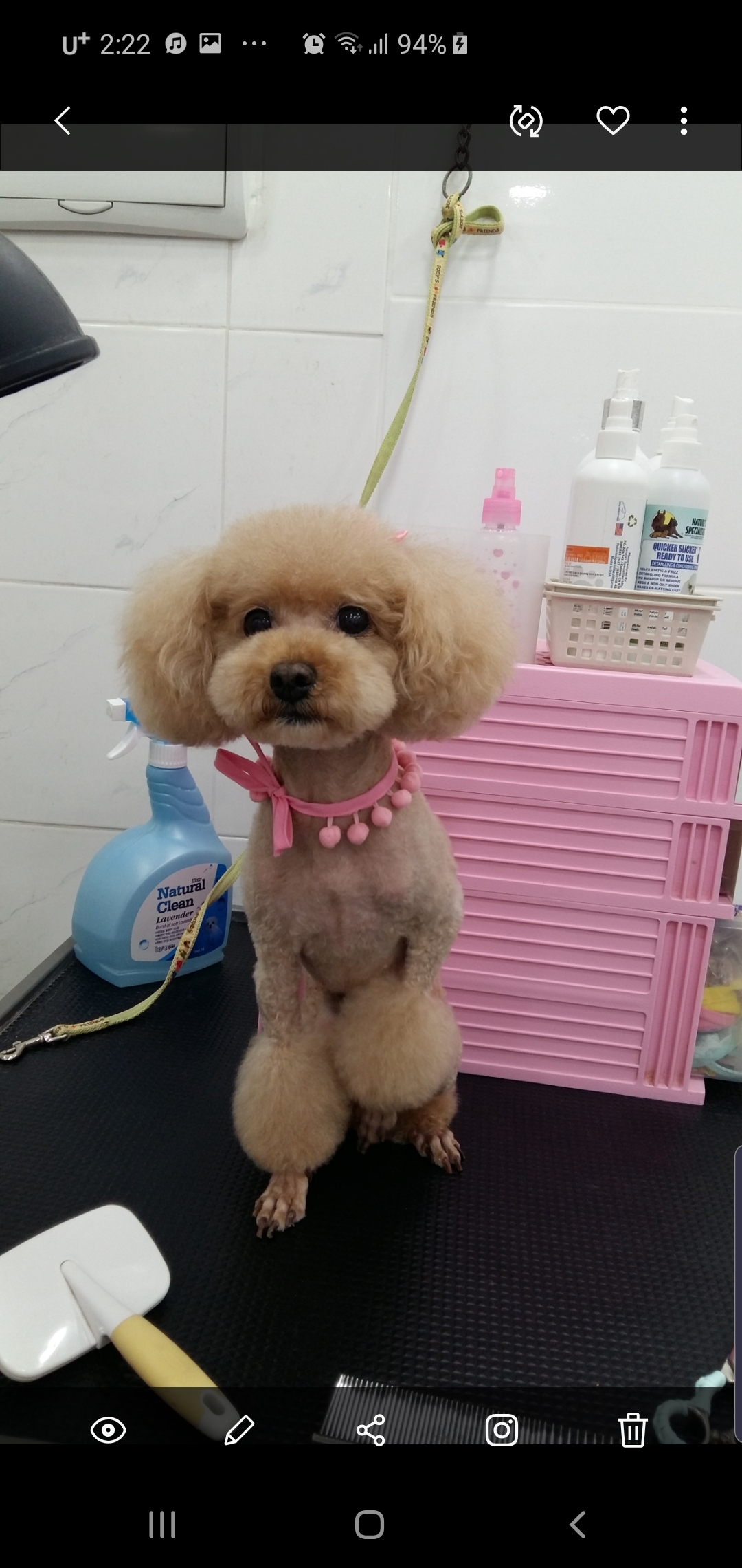 개편한세상애견미용 대표 이미지