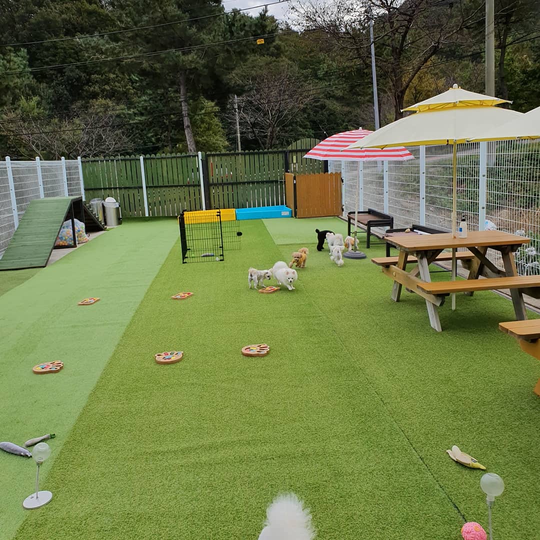 퍼피랜드애견카페 대표 이미지