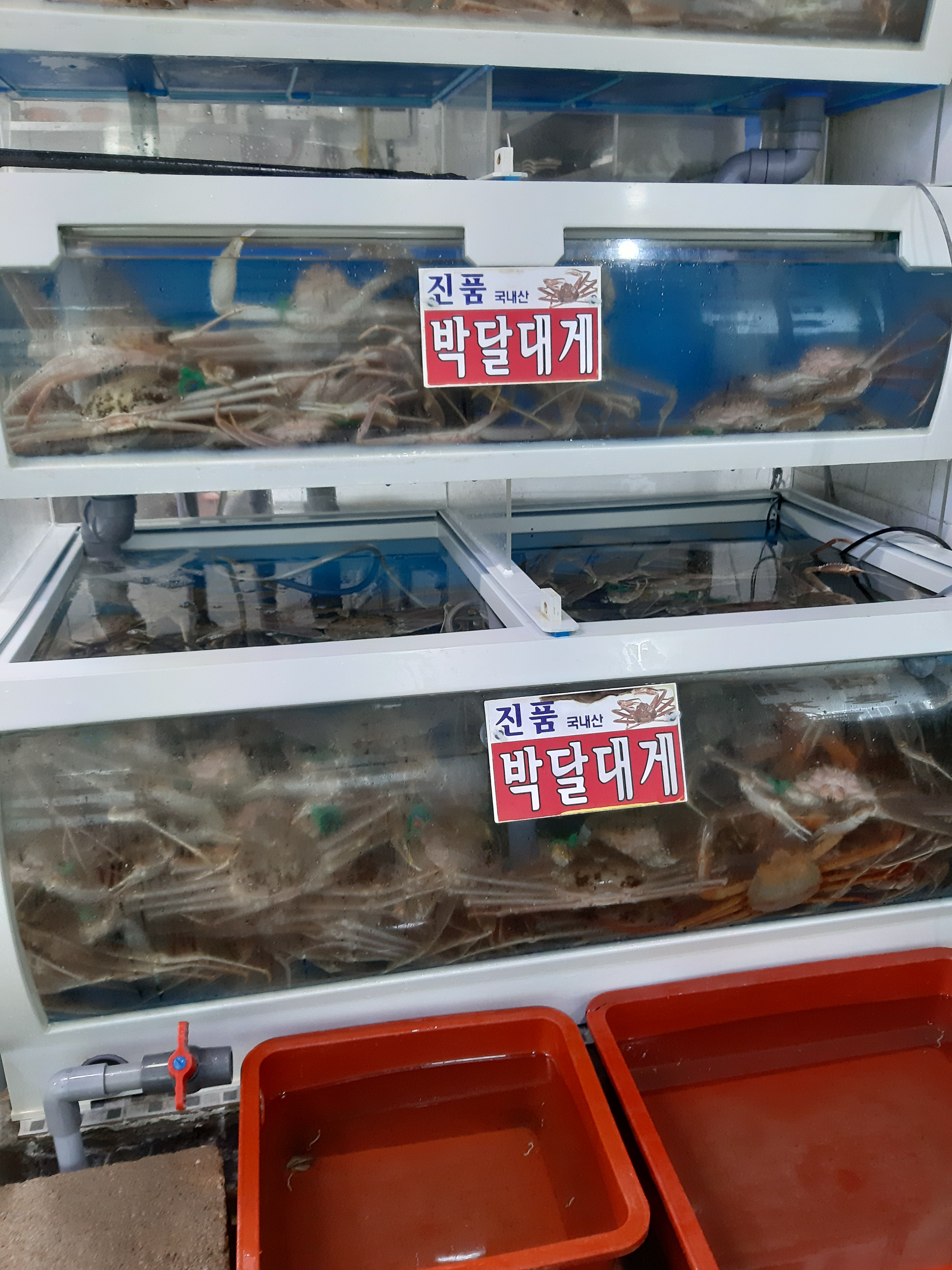 강구박달대게 풍물거리8호
