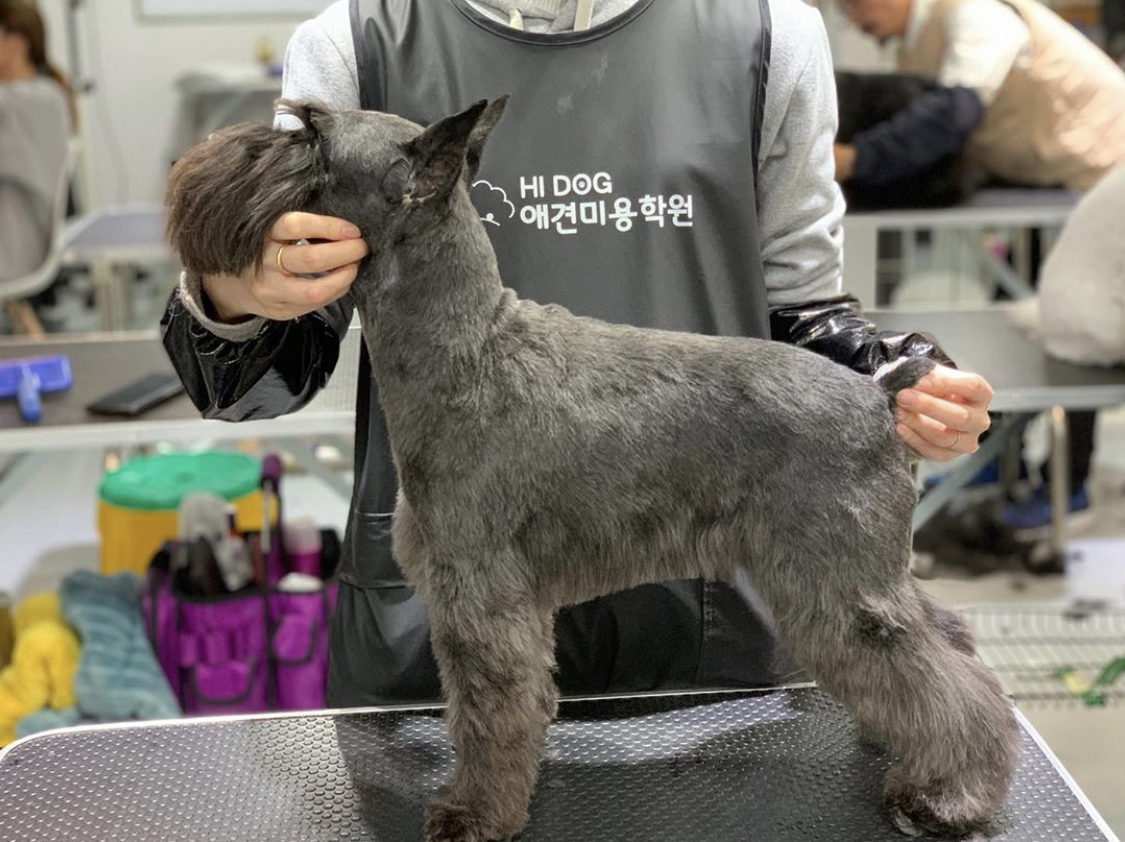하이독애견미용학원