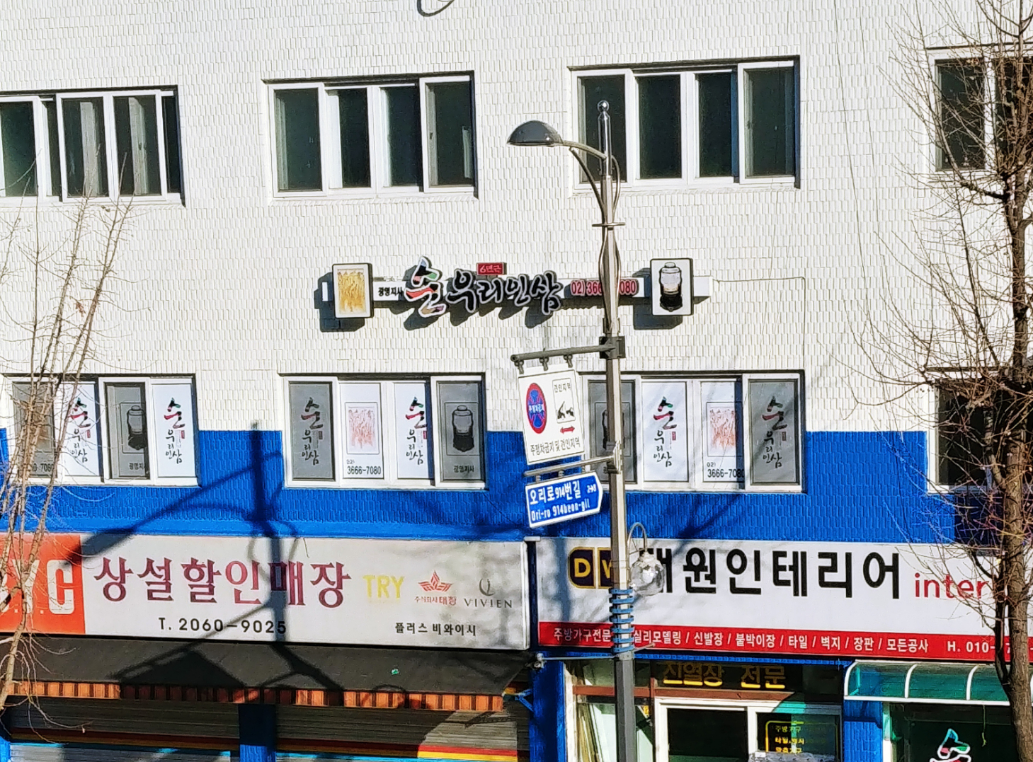 순우리인삼