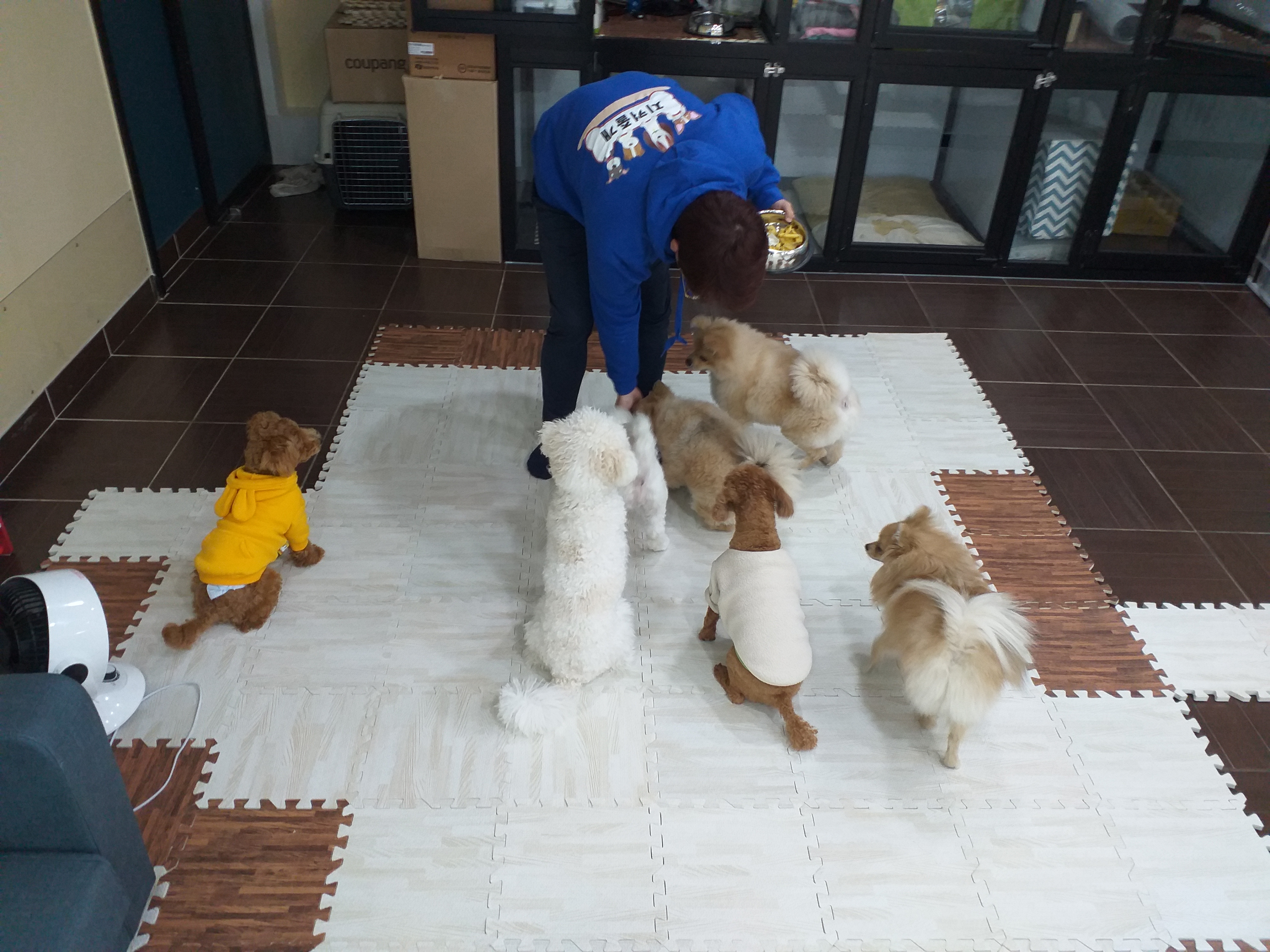 해피하개 대표 이미지