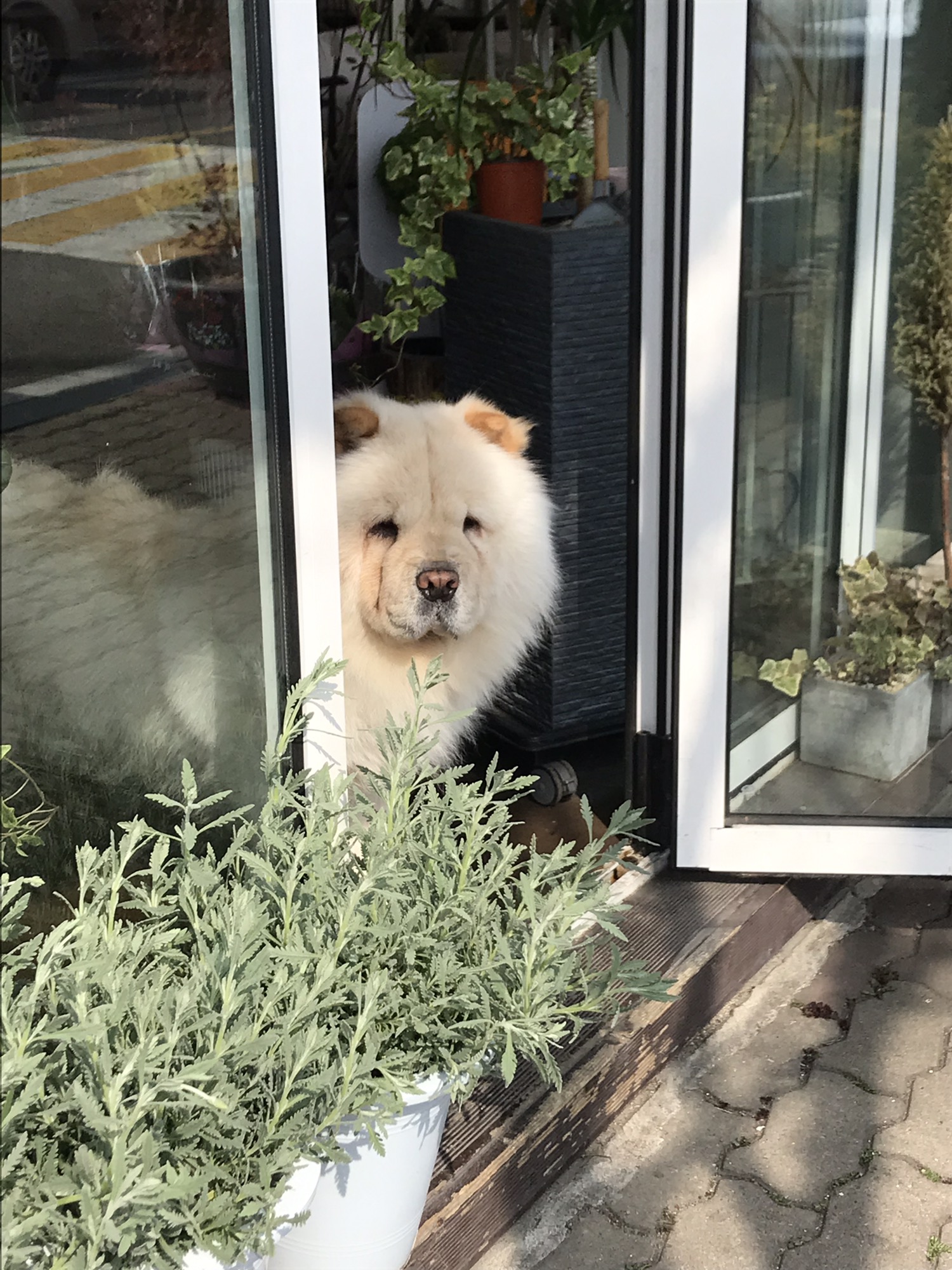 토토카페