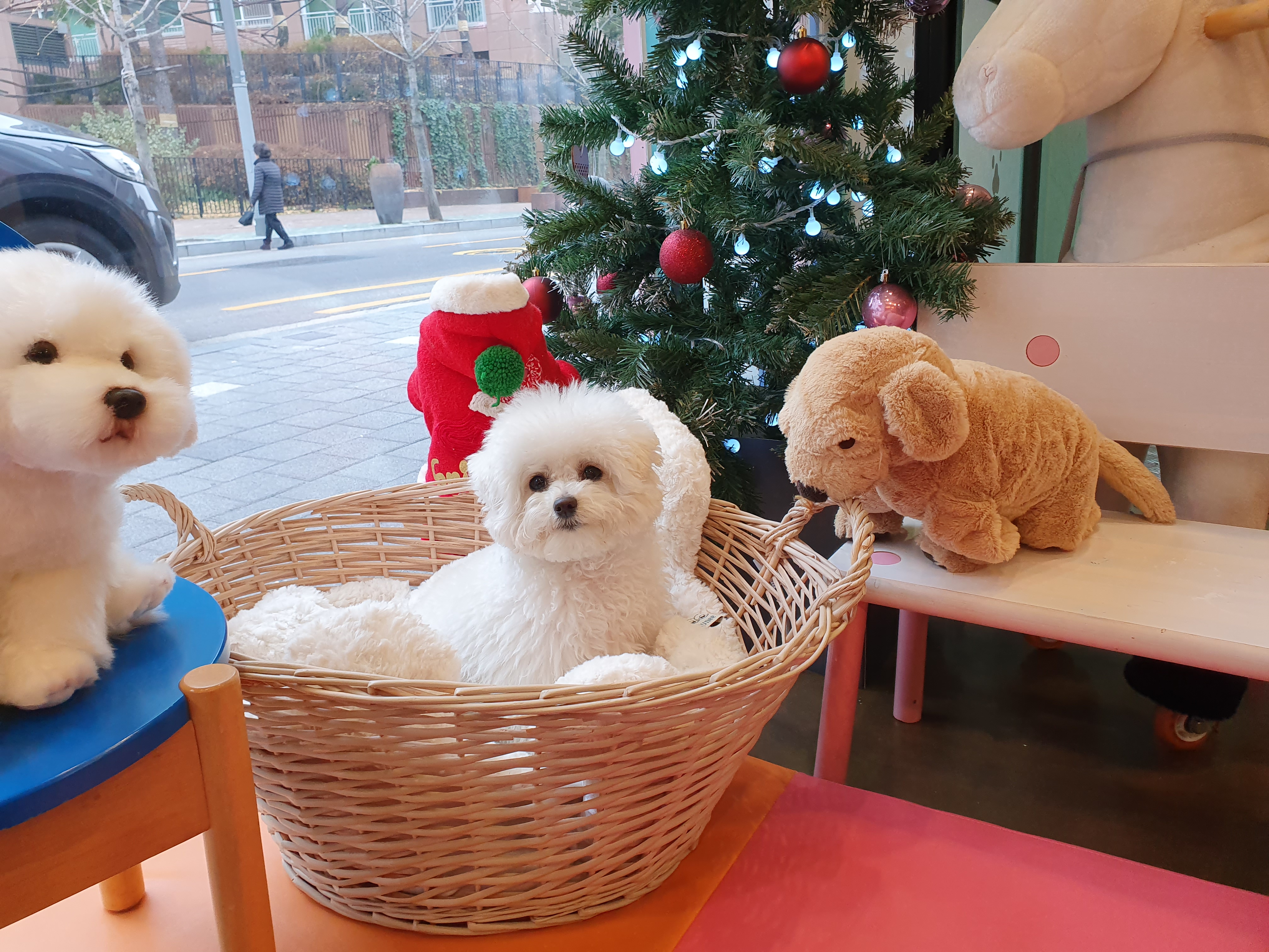 애뚜애뚜펫살롱 이미지