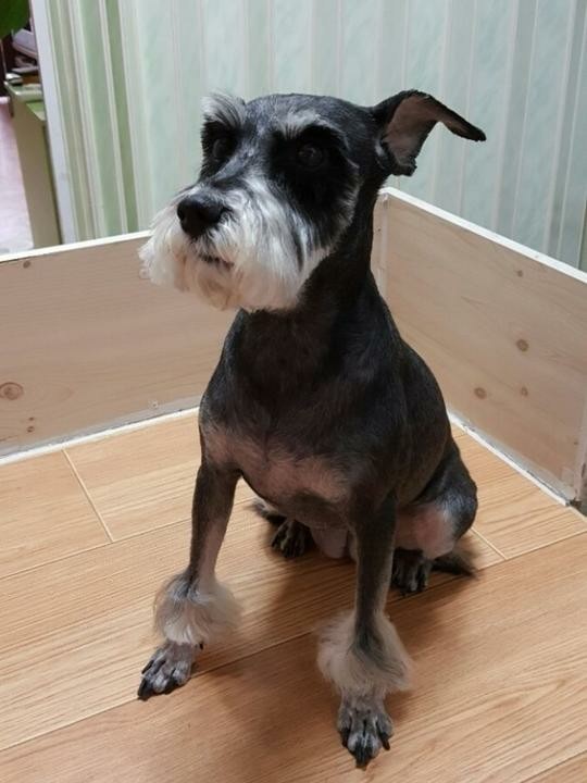 미모아애견 대표 이미지