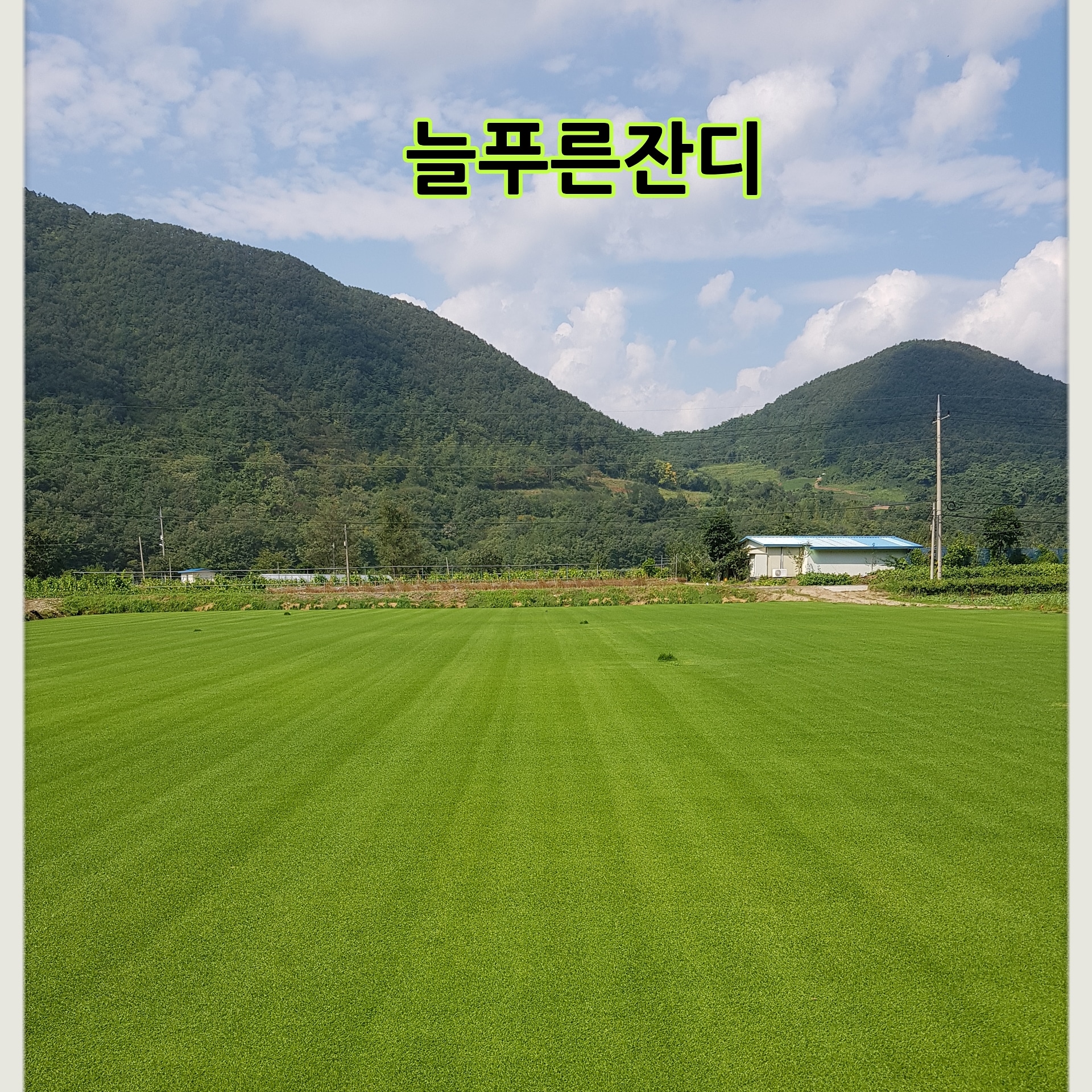늘푸른잔디