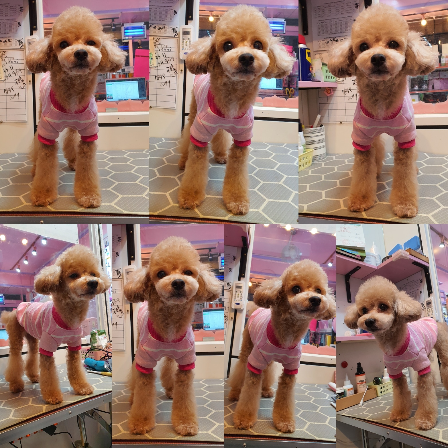 러블리하개 대표 이미지