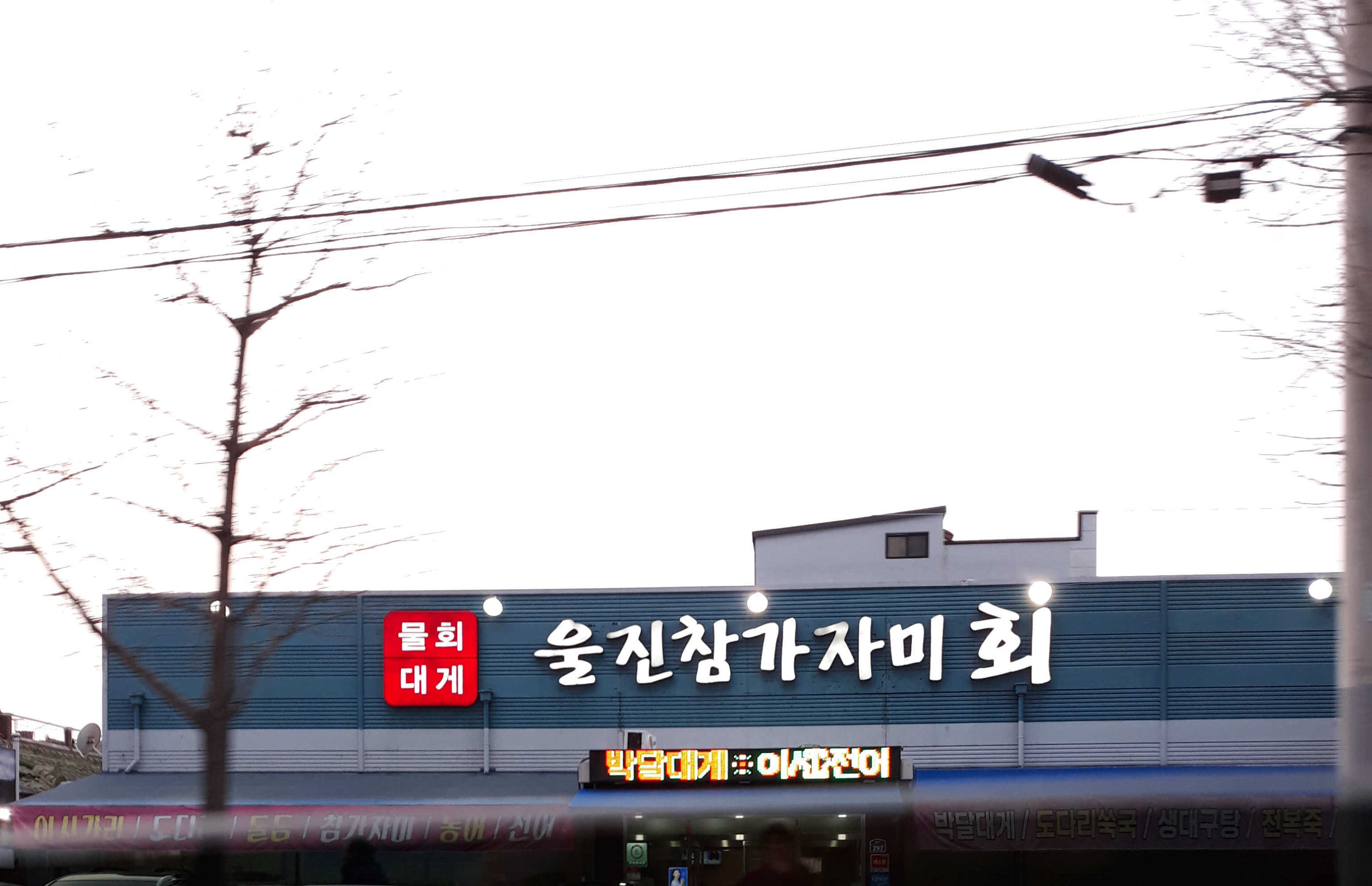 울진참가자미
