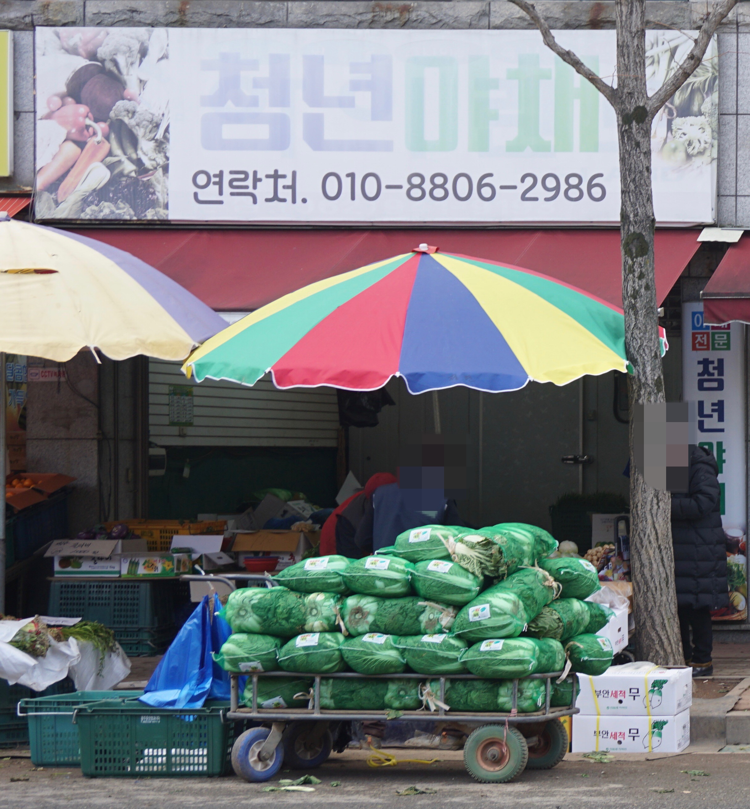 청년야채