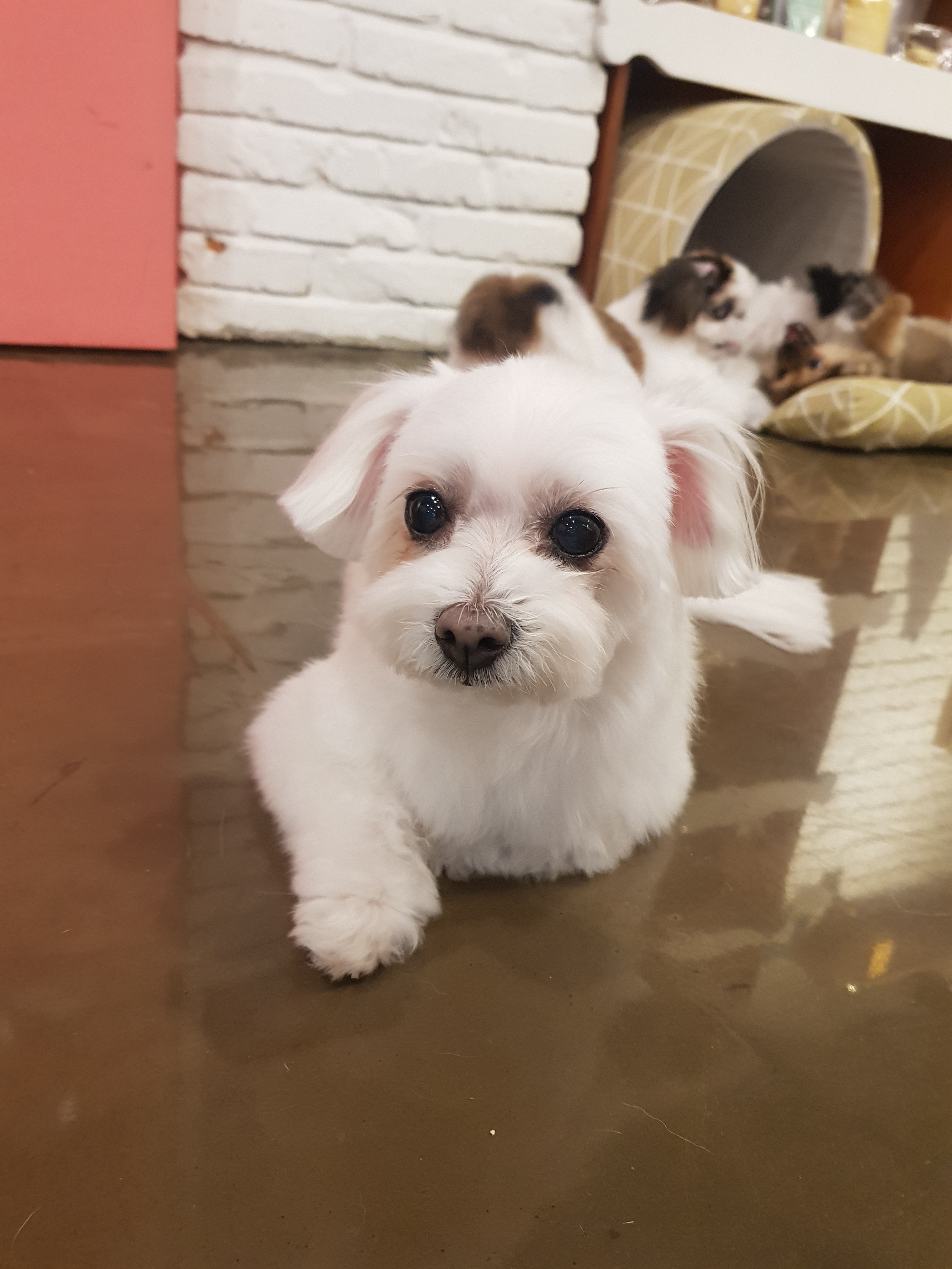 애견카페&호텔&미용 댕댕당 대표 이미지