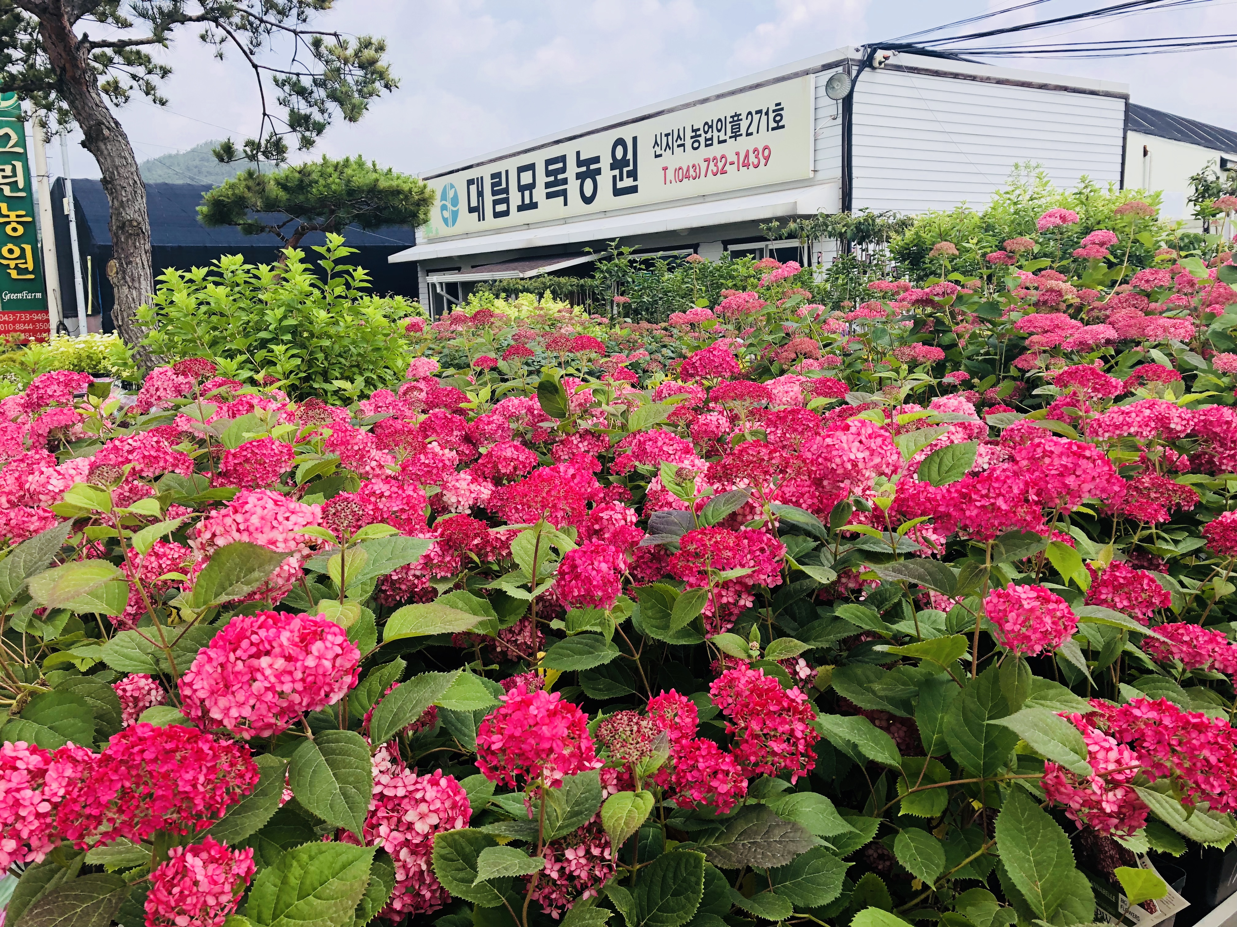 대림묘목농원