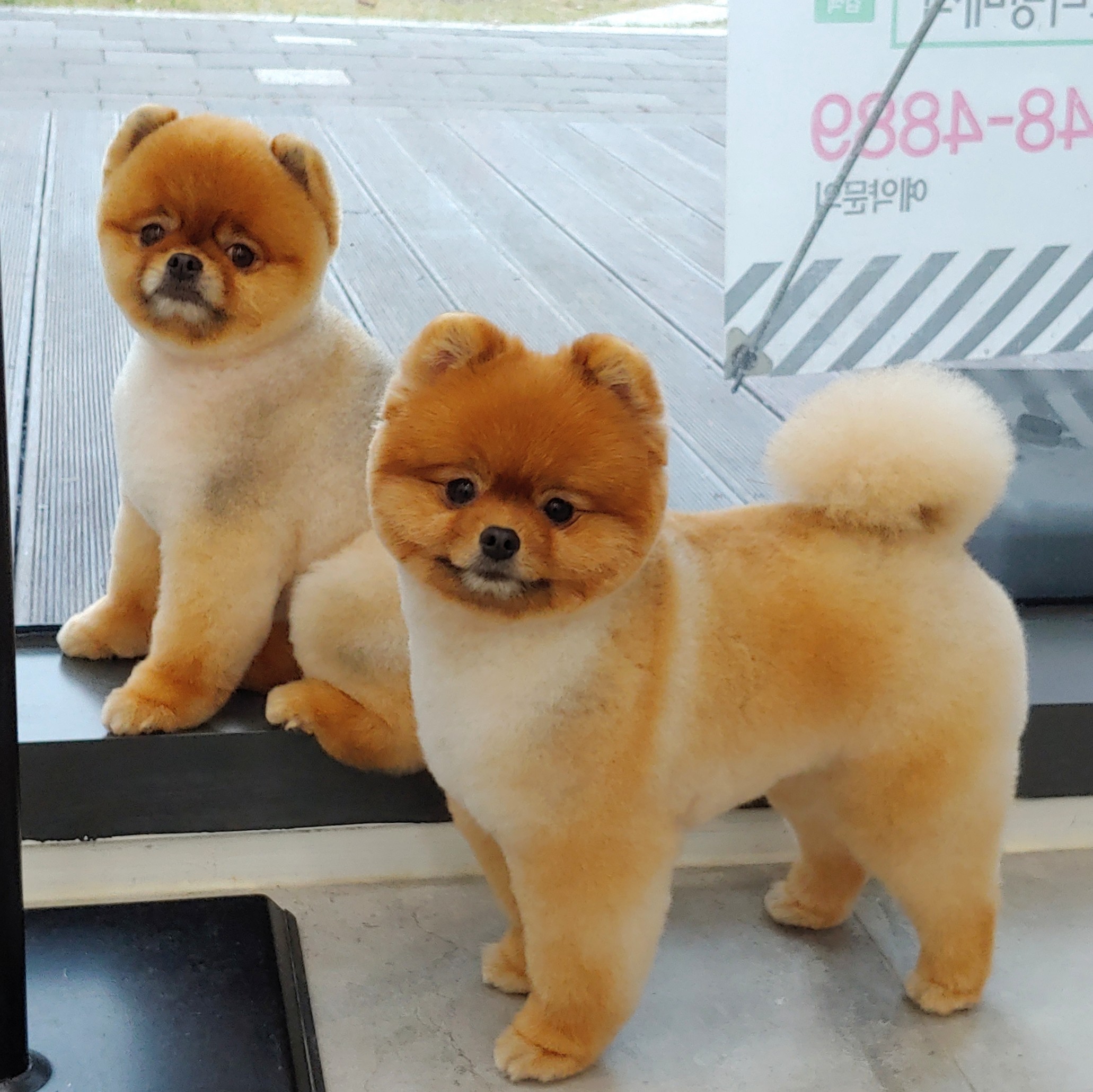 트리밍매직 대표 이미지