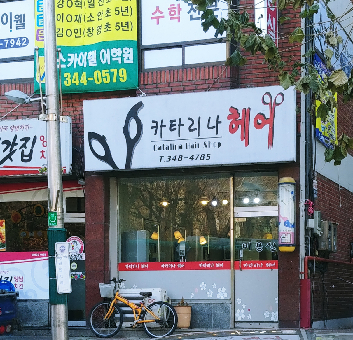 카타리나헤어라인