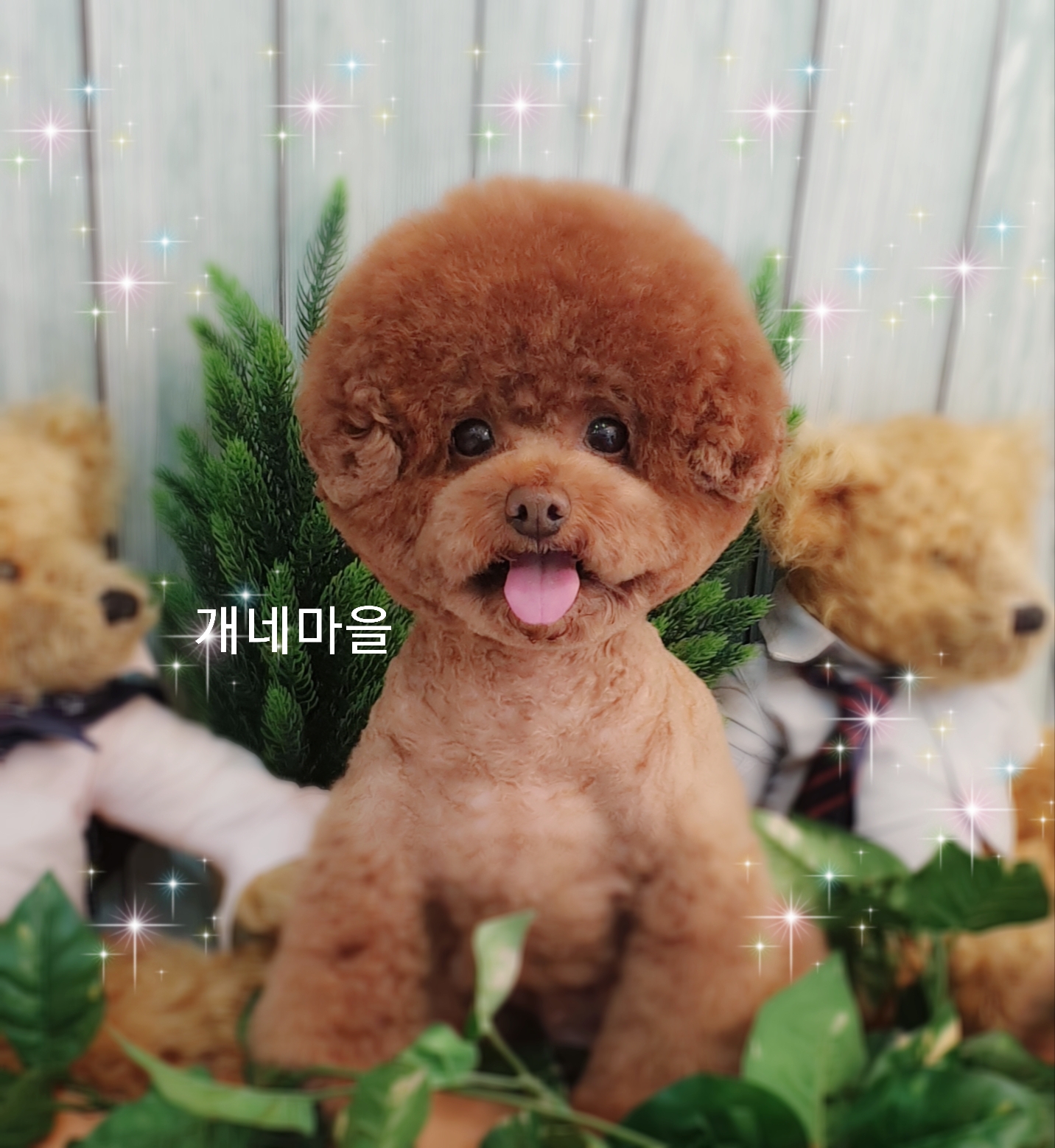 개네마을 대표 이미지