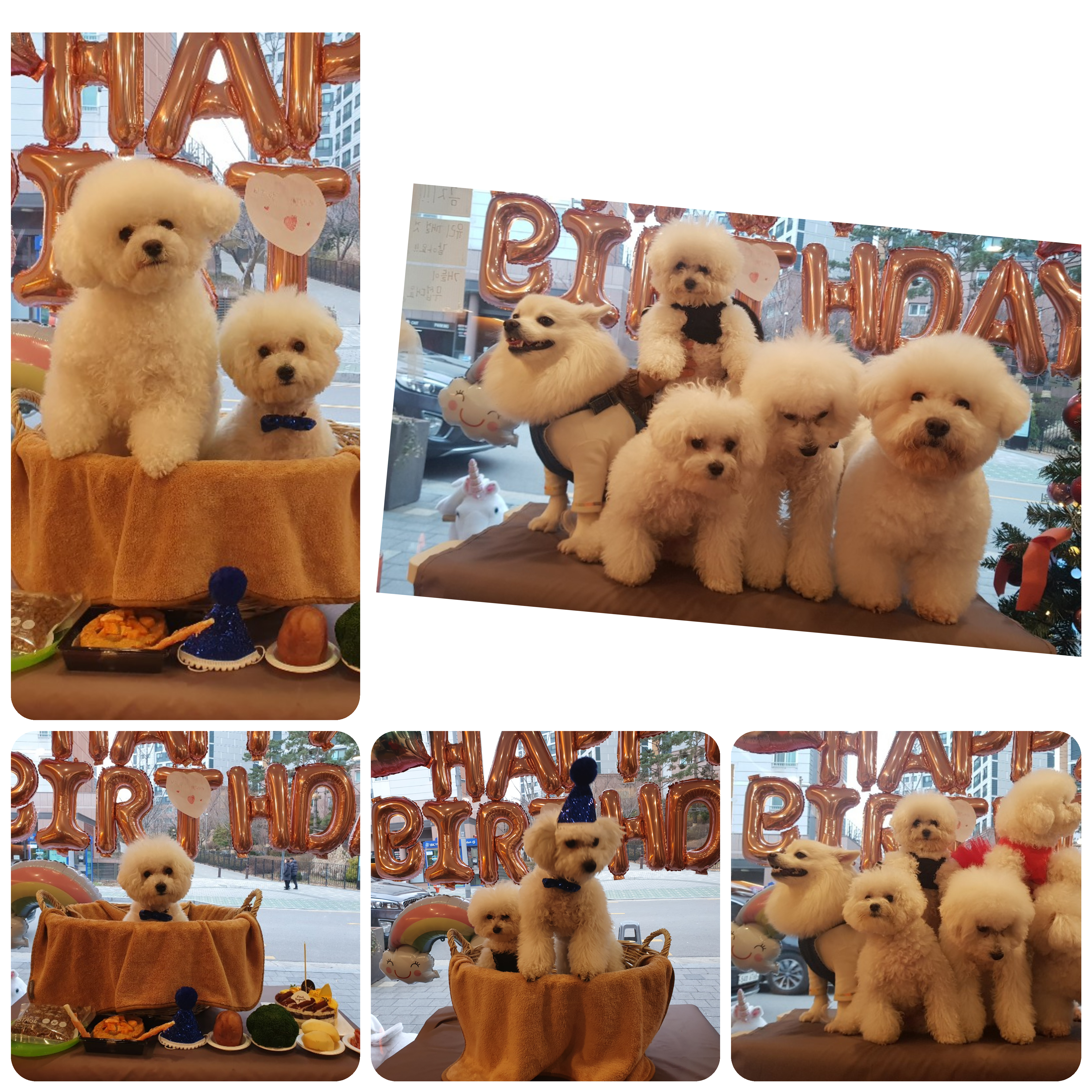 애뚜애뚜펫살롱 대표 이미지