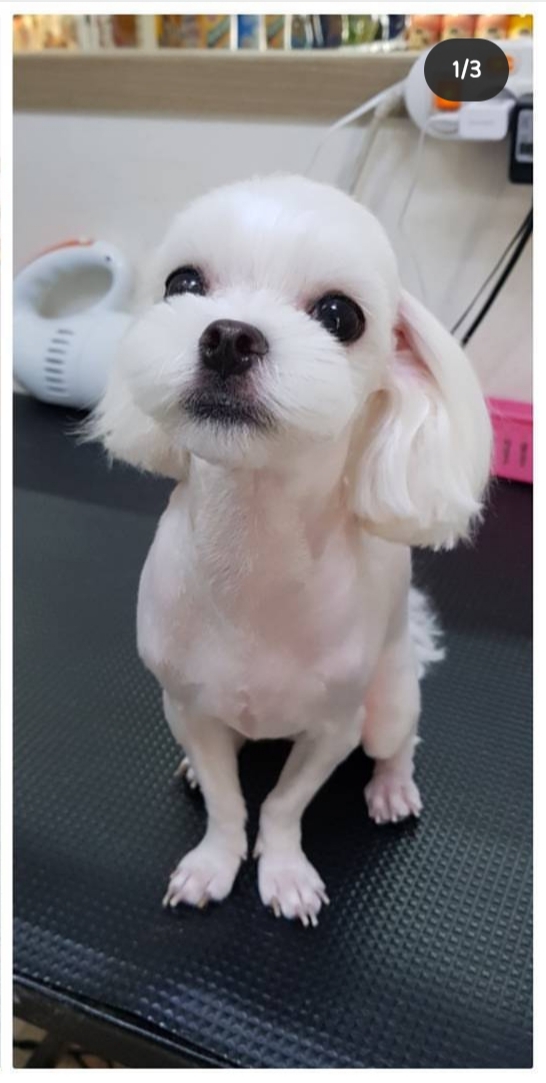 마미몽 펫샵 대표 이미지