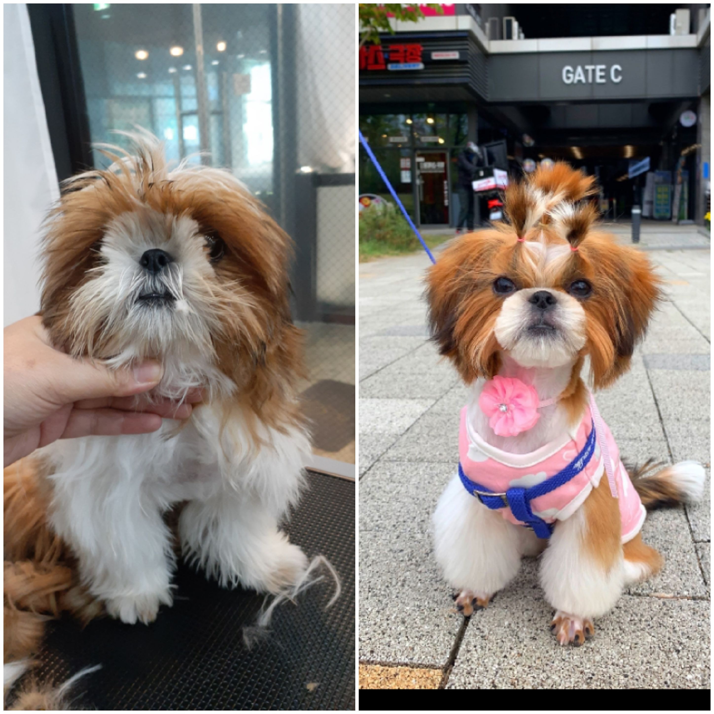 꼬망스펫살롱 대표 이미지