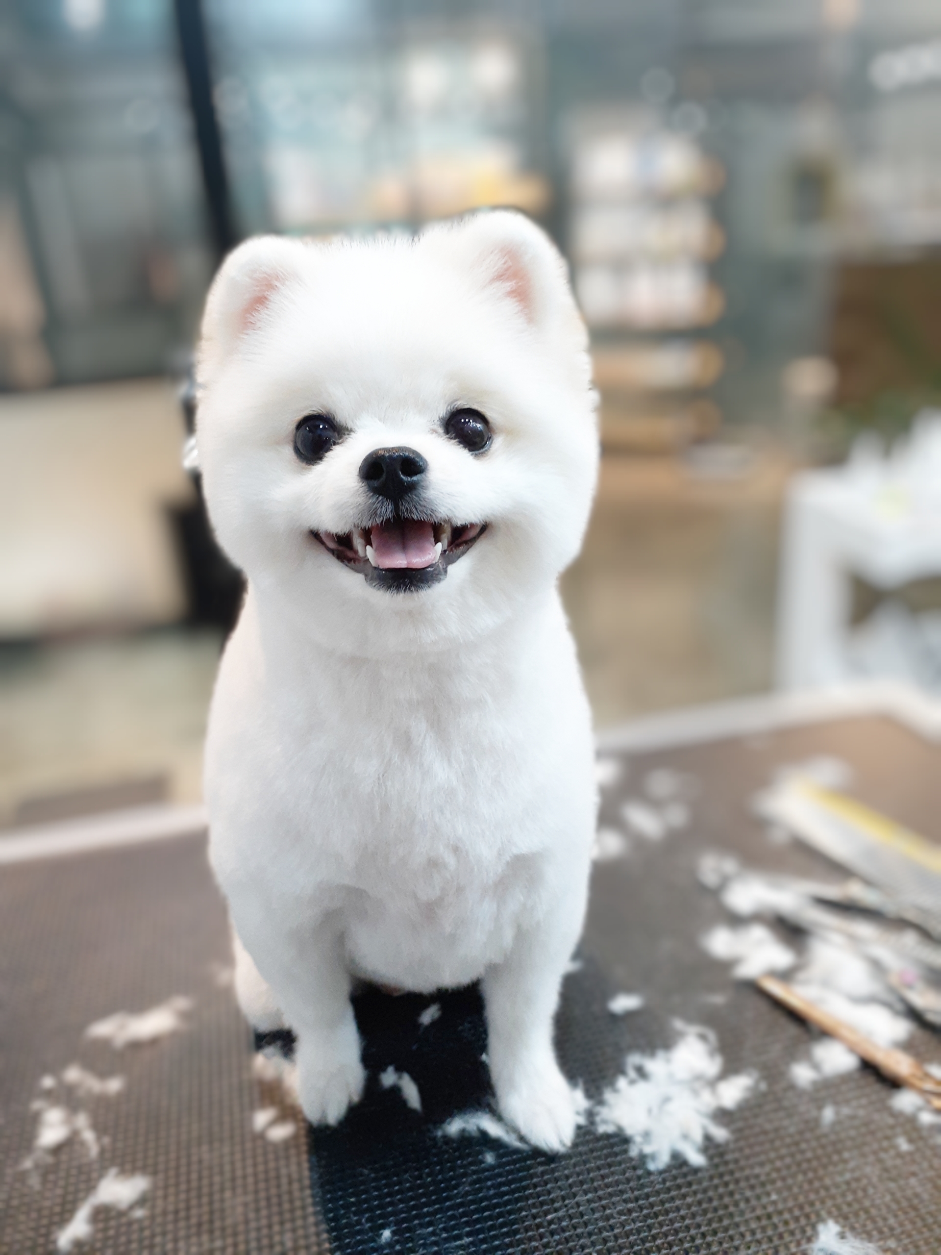 꼬망스펫살롱 대표 이미지