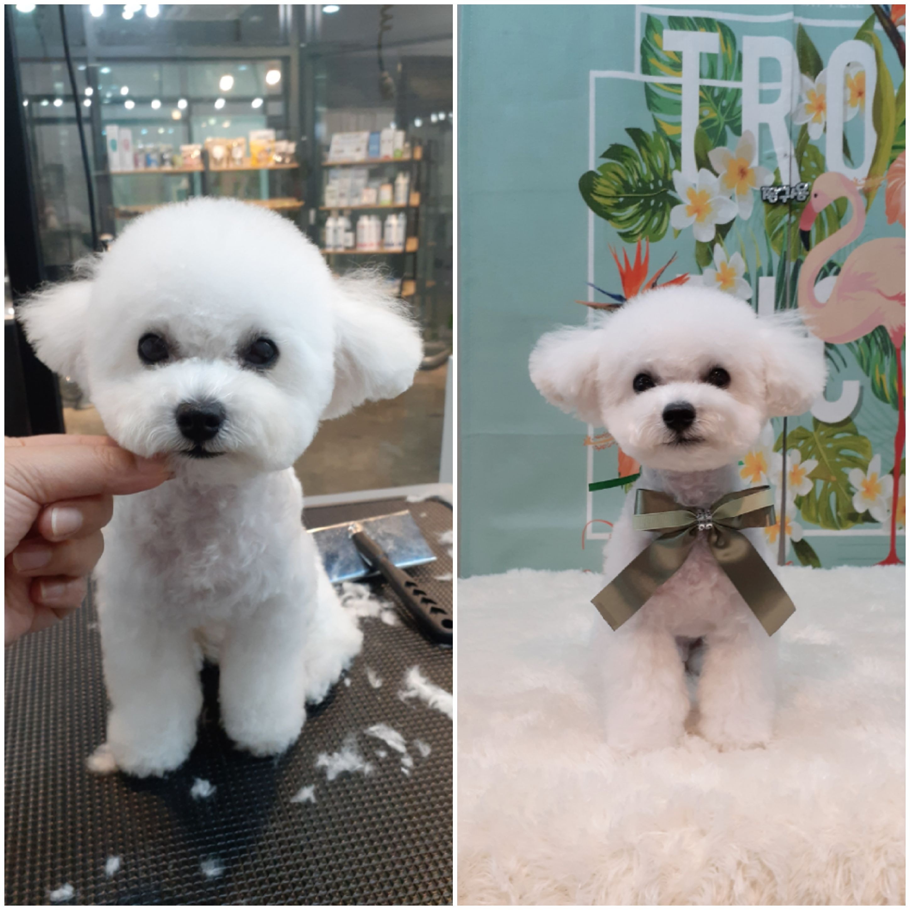 꼬망스펫살롱 대표 이미지