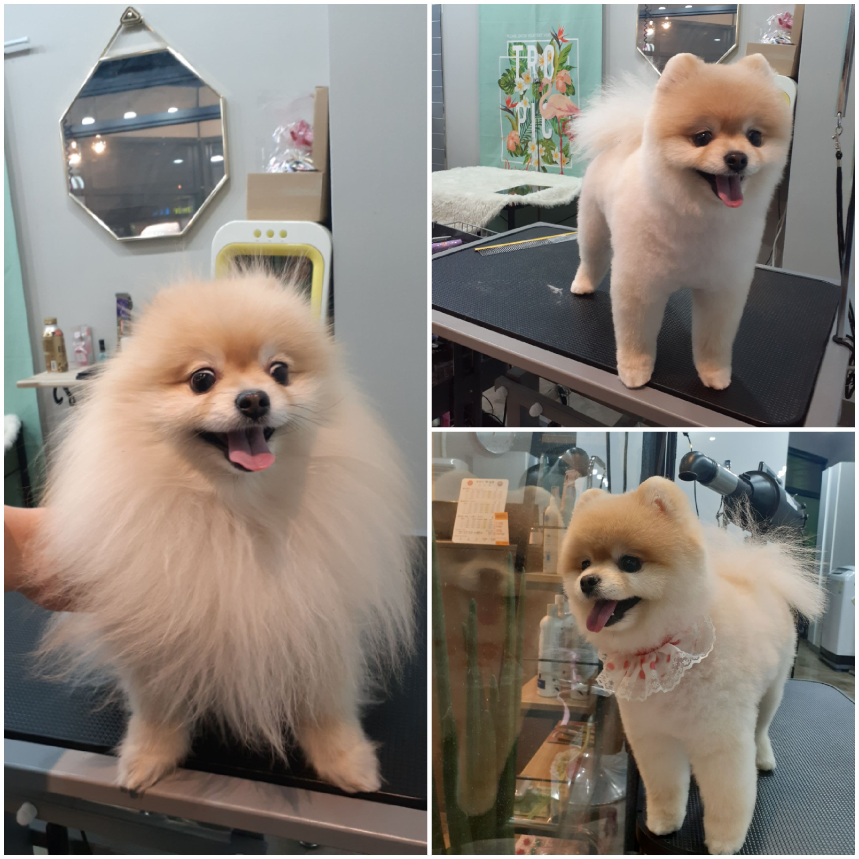 꼬망스펫살롱 대표 이미지