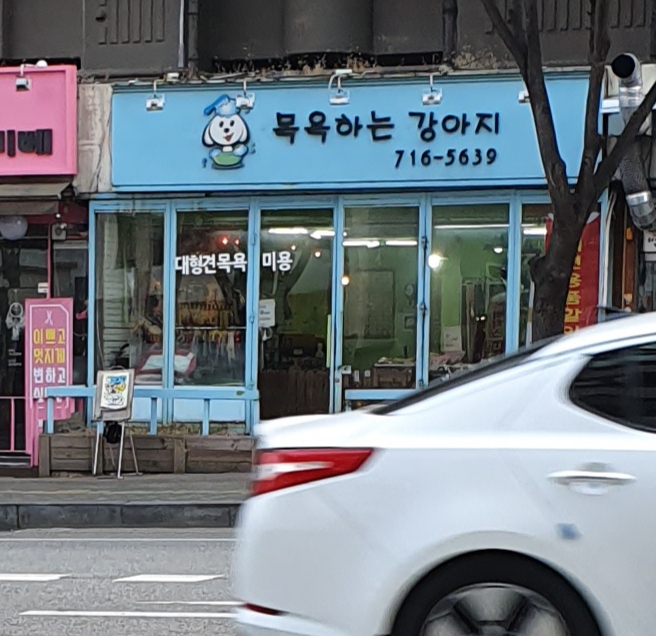 목욕하는 강아지 대표 이미지