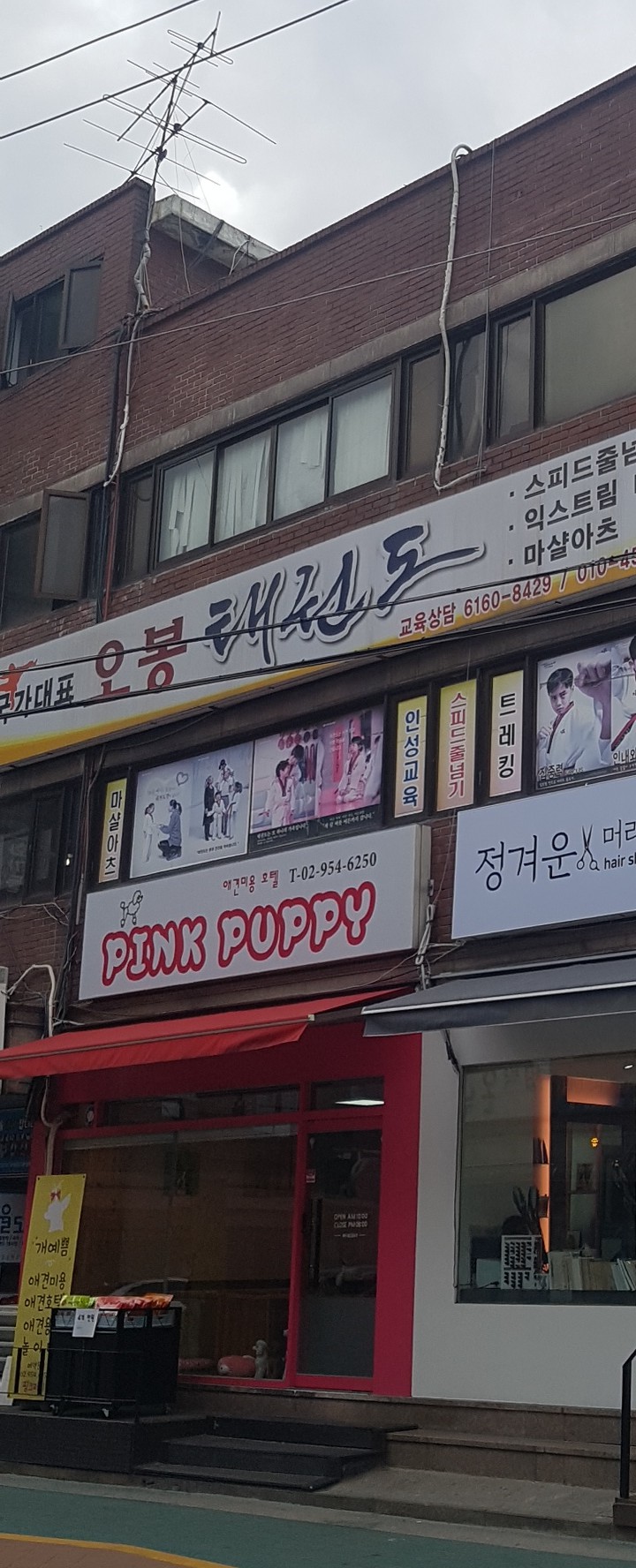 핑크퍼피 대표 이미지