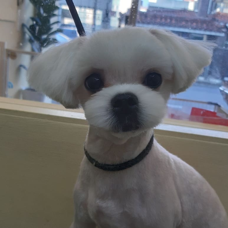 개웃는날 대표 이미지