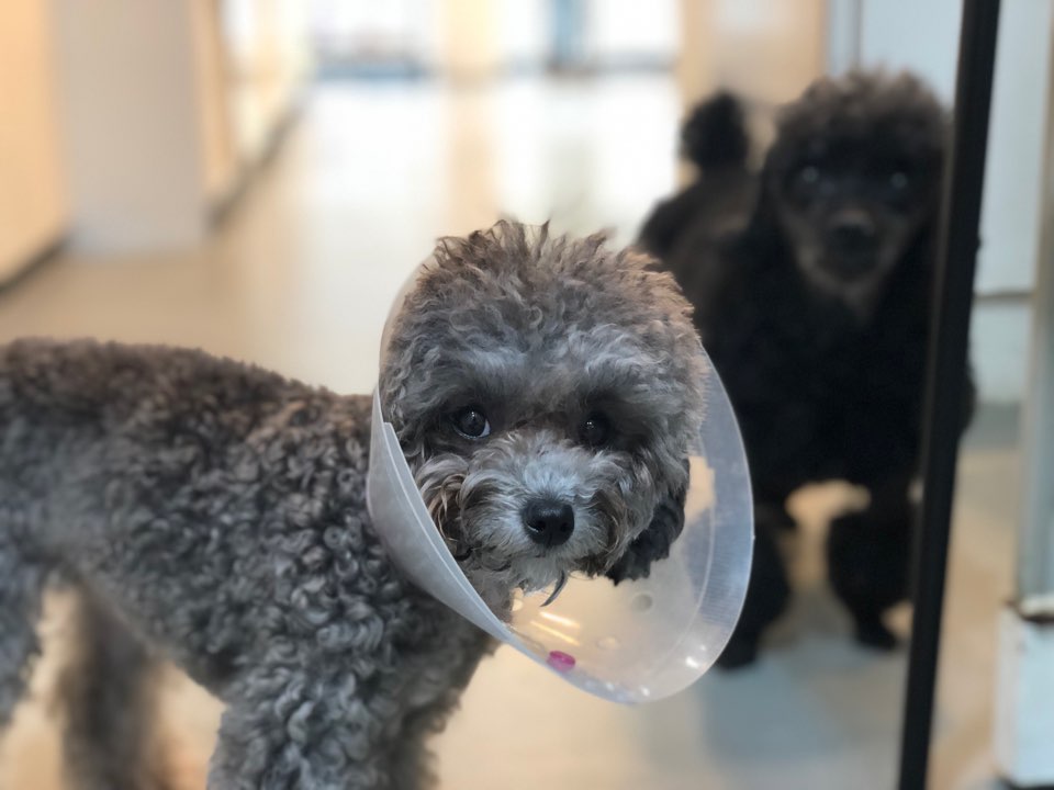 하나카동물병원 대표 이미지