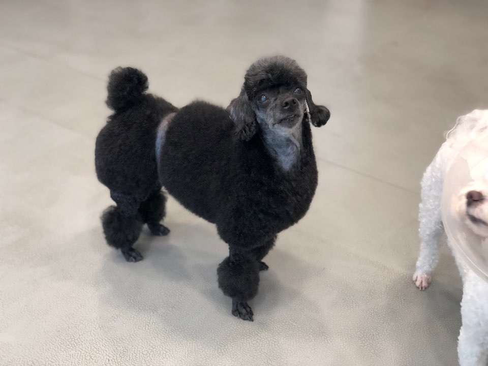 하나카동물병원 대표 이미지