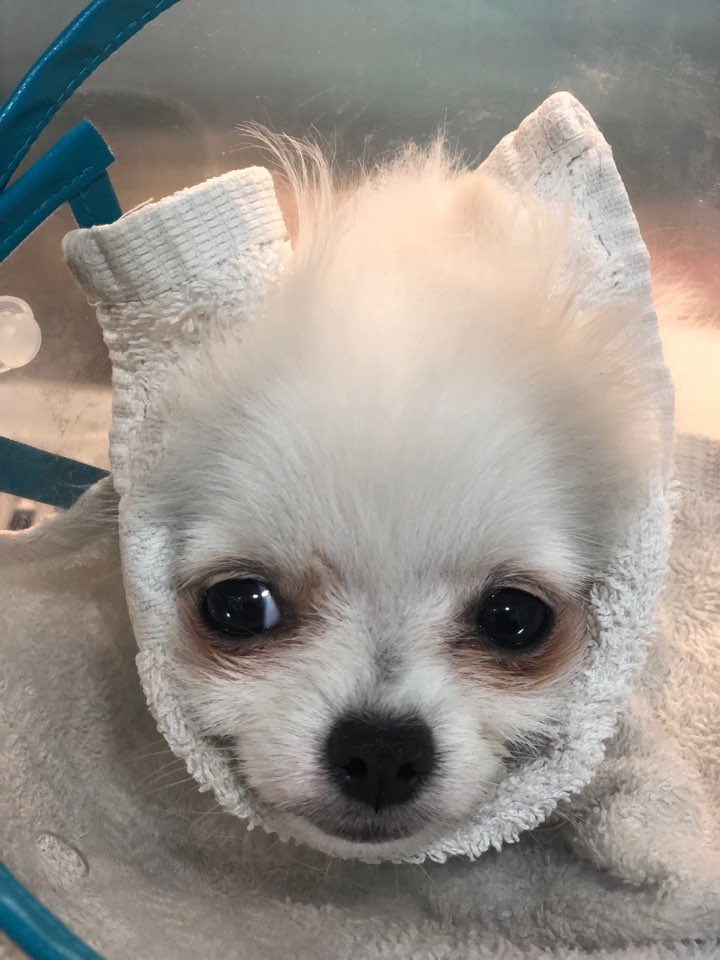 하나카동물병원 대표 이미지