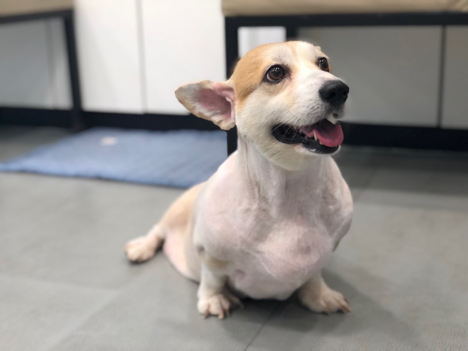 하나카동물병원 대표 이미지