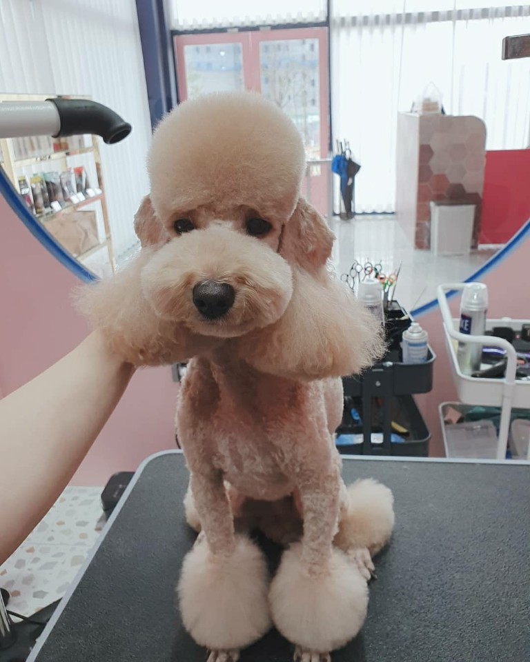 몽구 대표 이미지