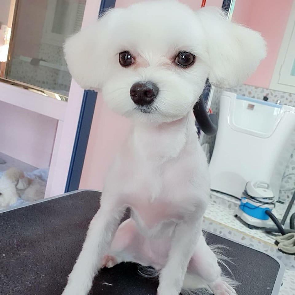 몽구