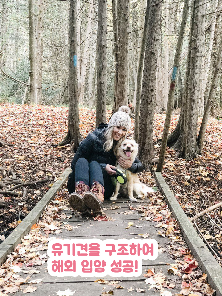 개스트하우스 반려동물 동반 애견카페