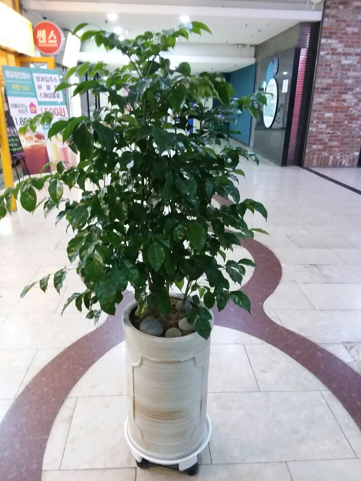 미림플라워