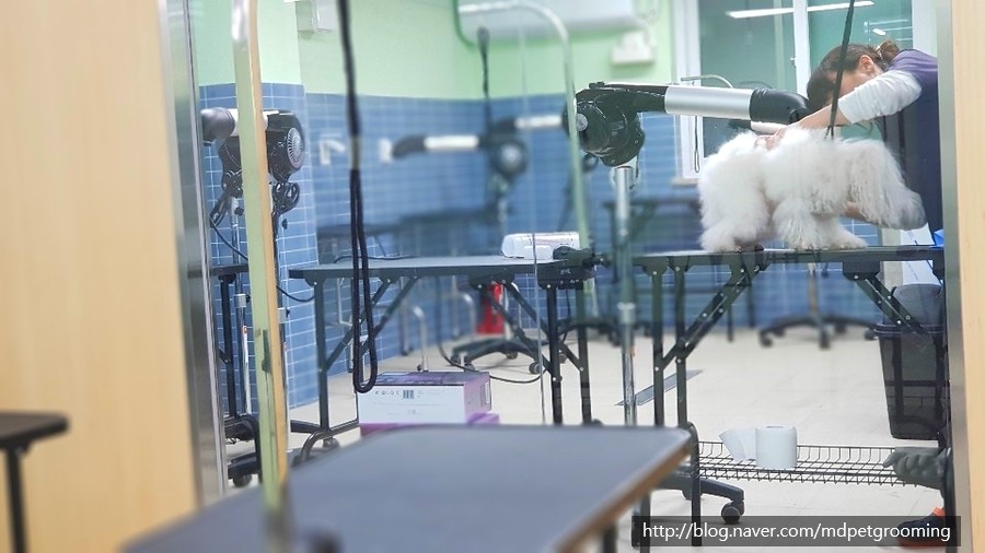 목동애견미용학원 대표 이미지