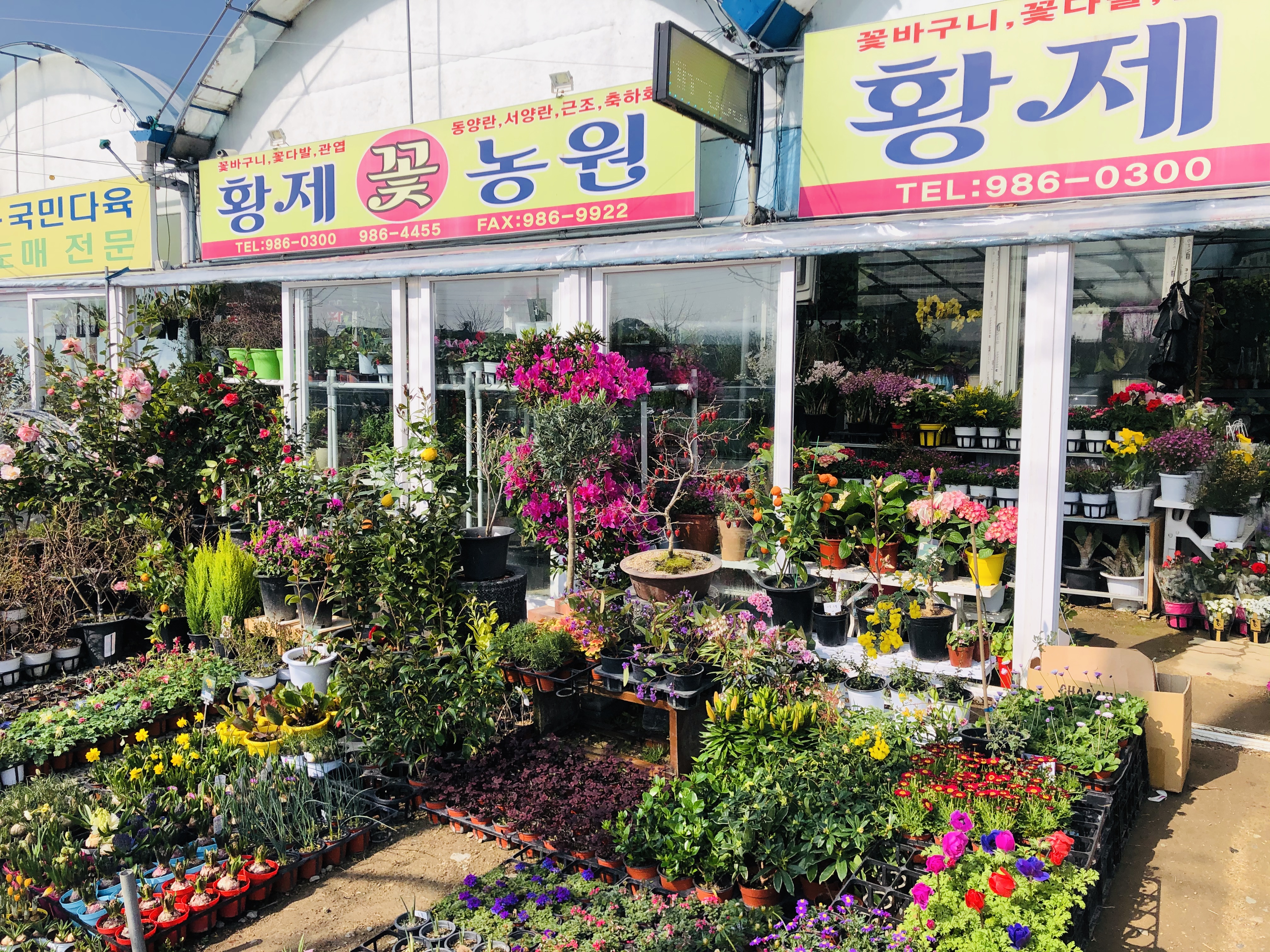 황제꽃농원