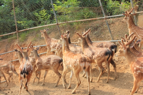 김포사슴농장