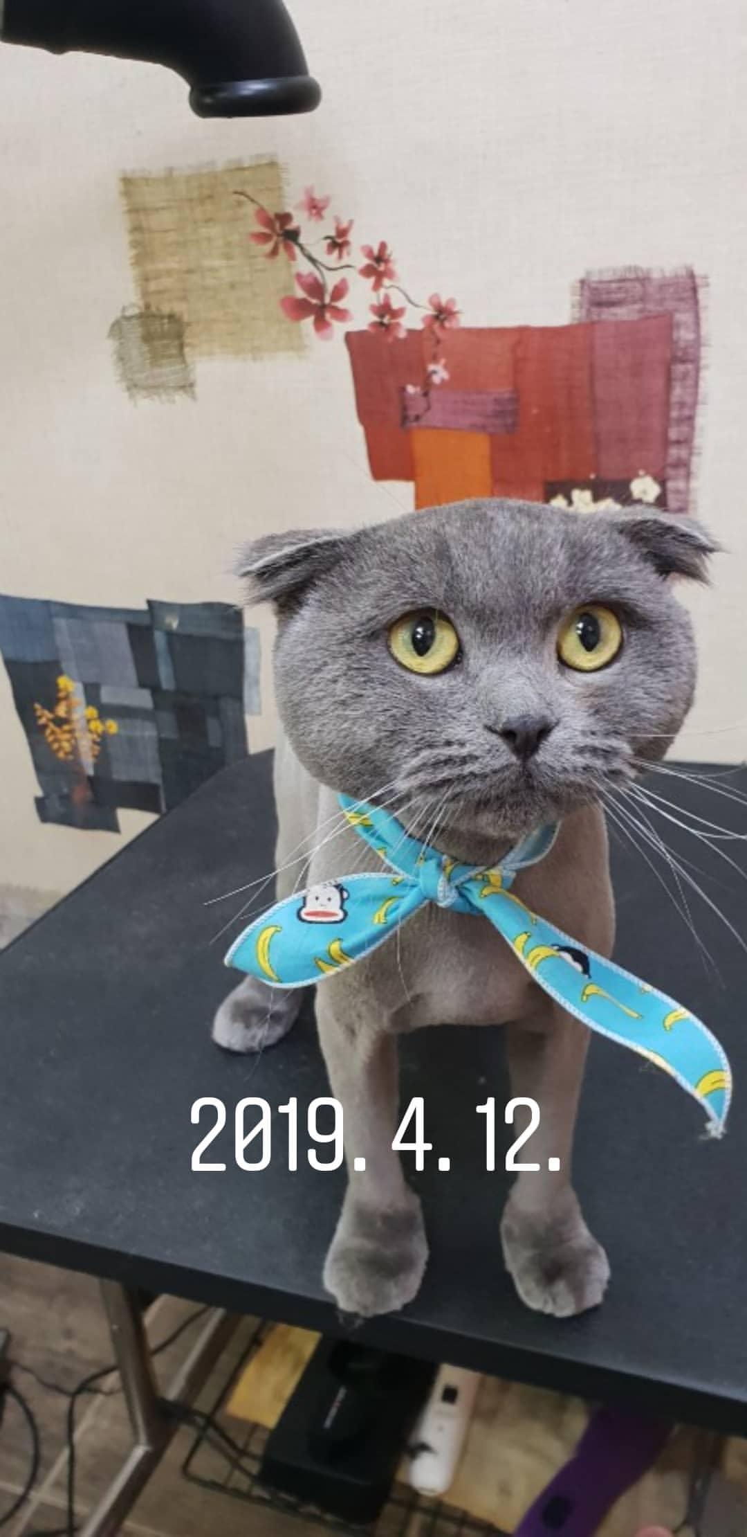 짱구짱아애견미용샵 대표 이미지
