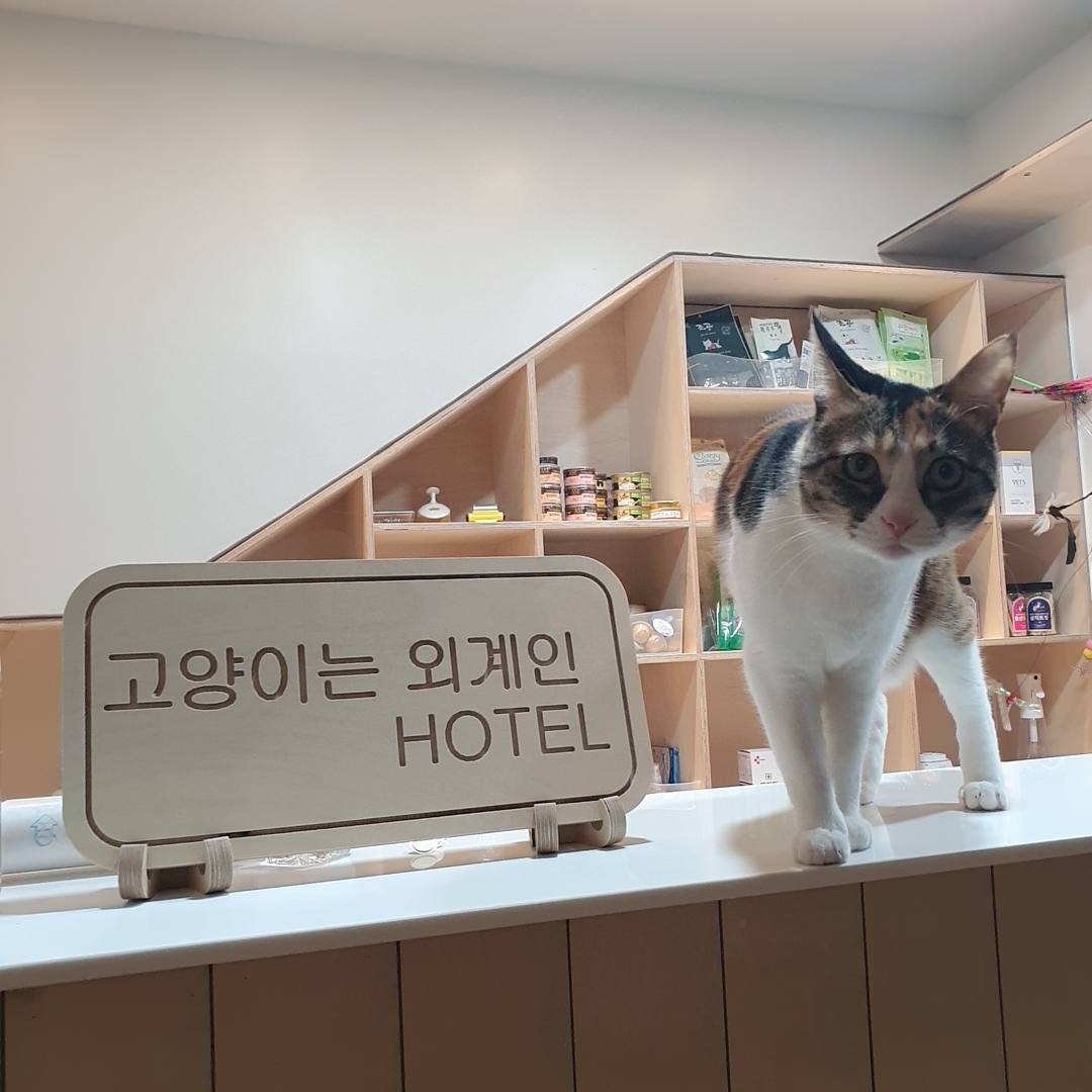 고양이는외계인 대표 이미지