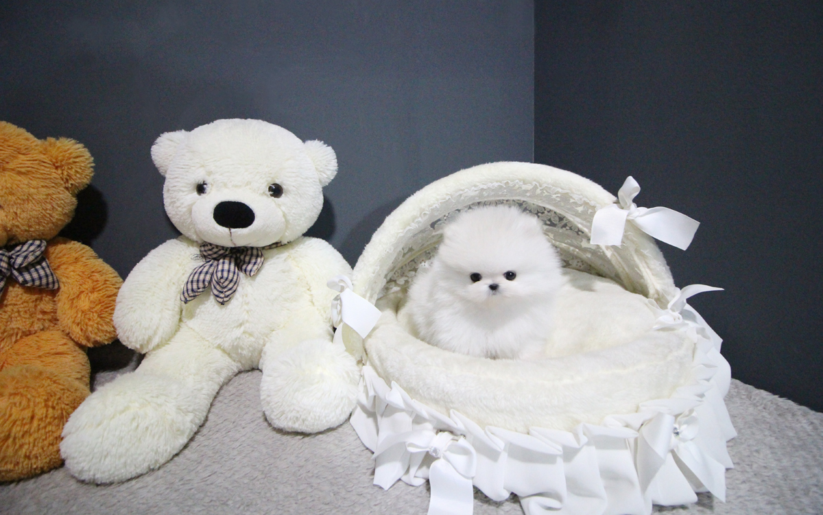 도그웨이 부산점