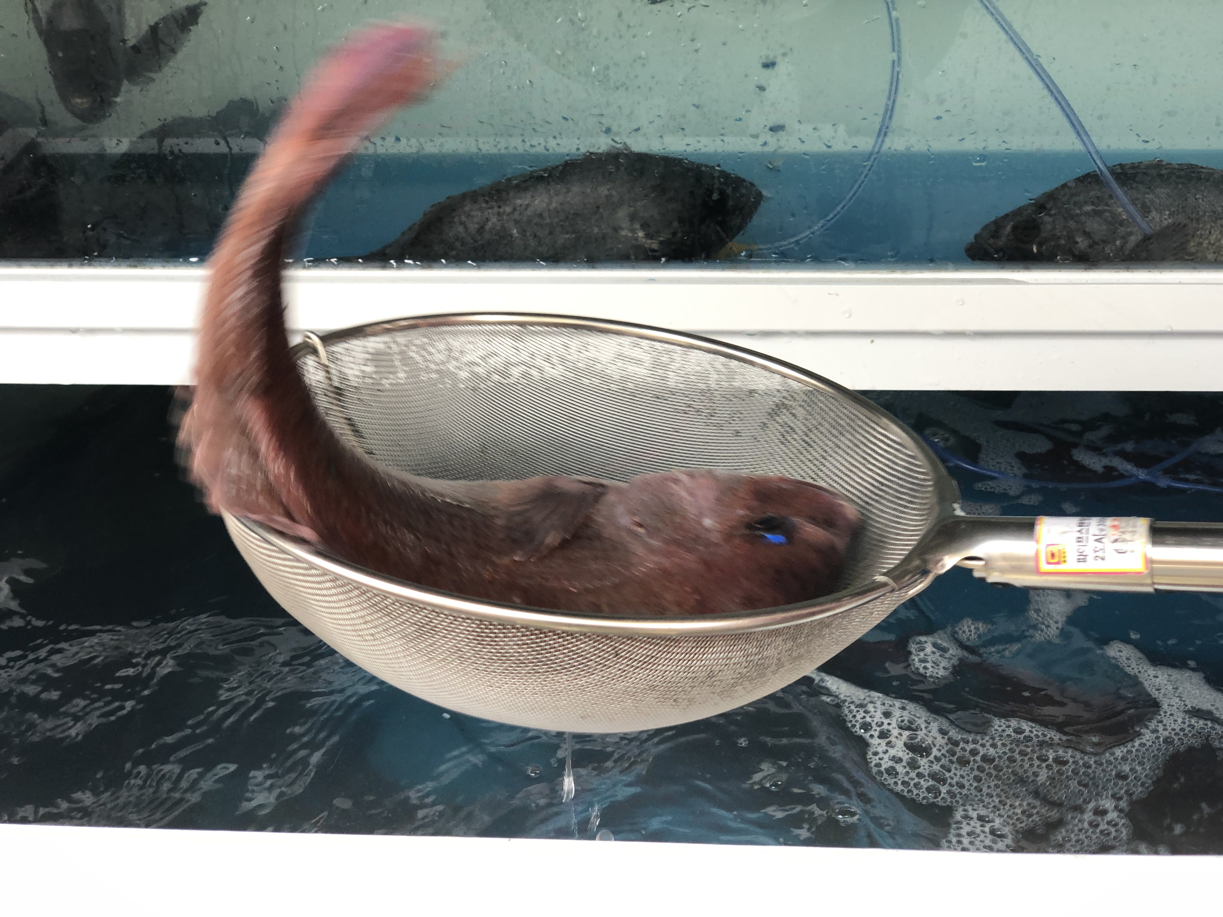 속초회어가