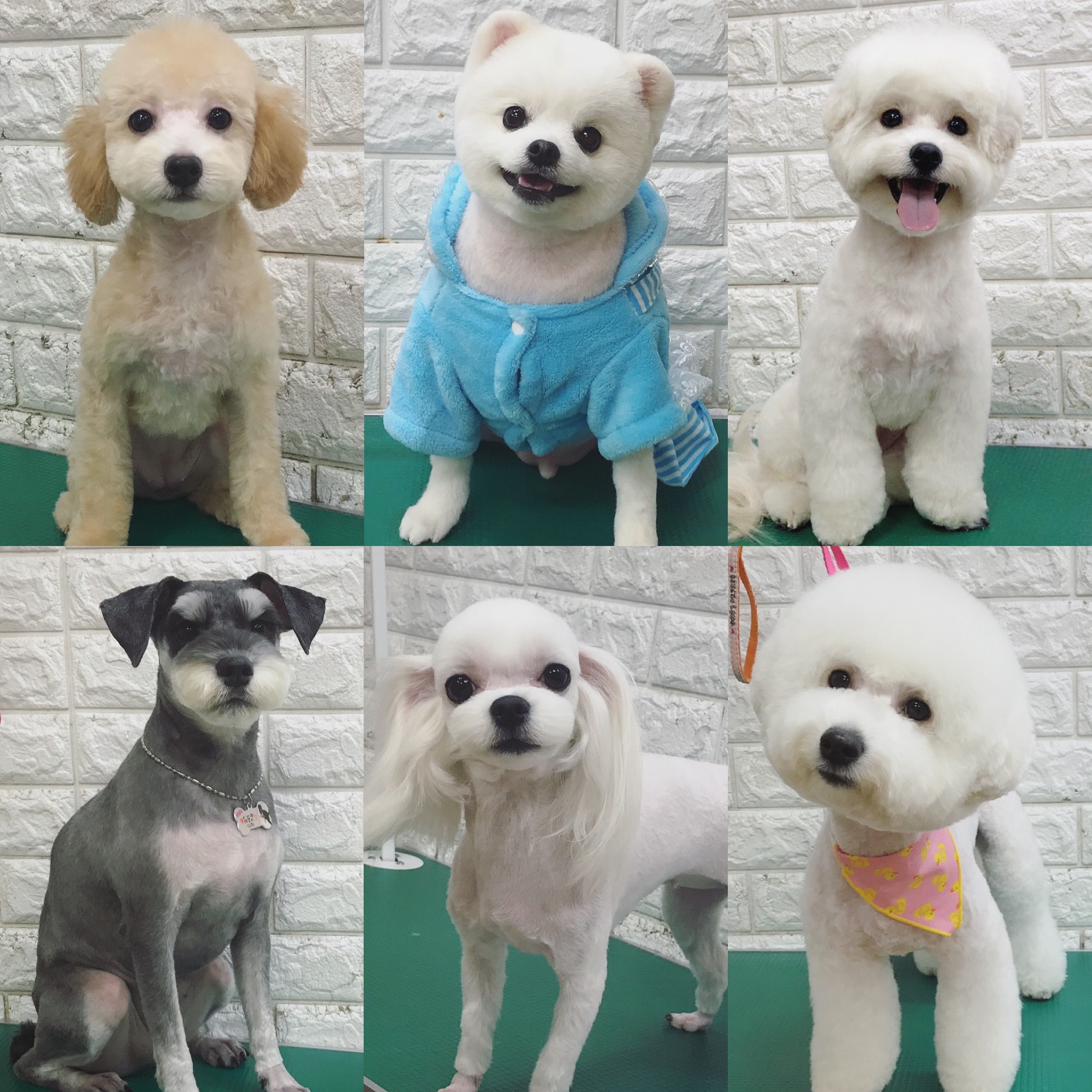 더조은펫 대표 이미지