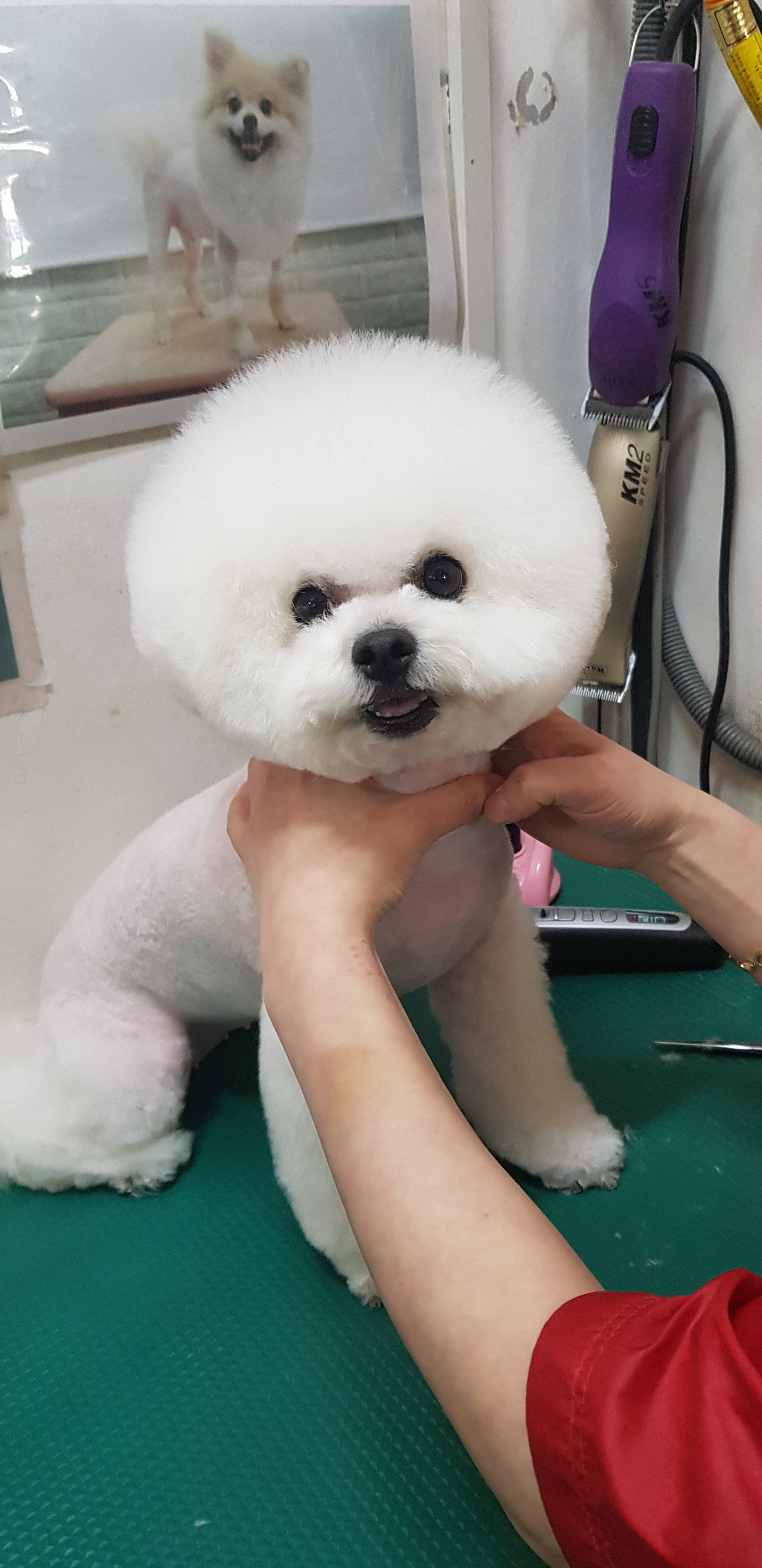 강아지본부 대표 이미지