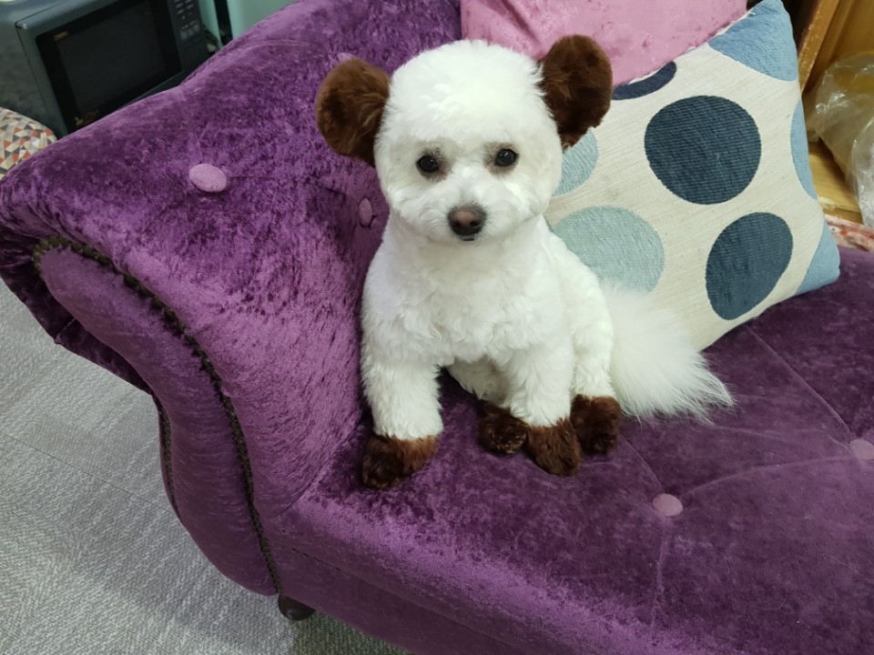 강아지본부 대표 이미지