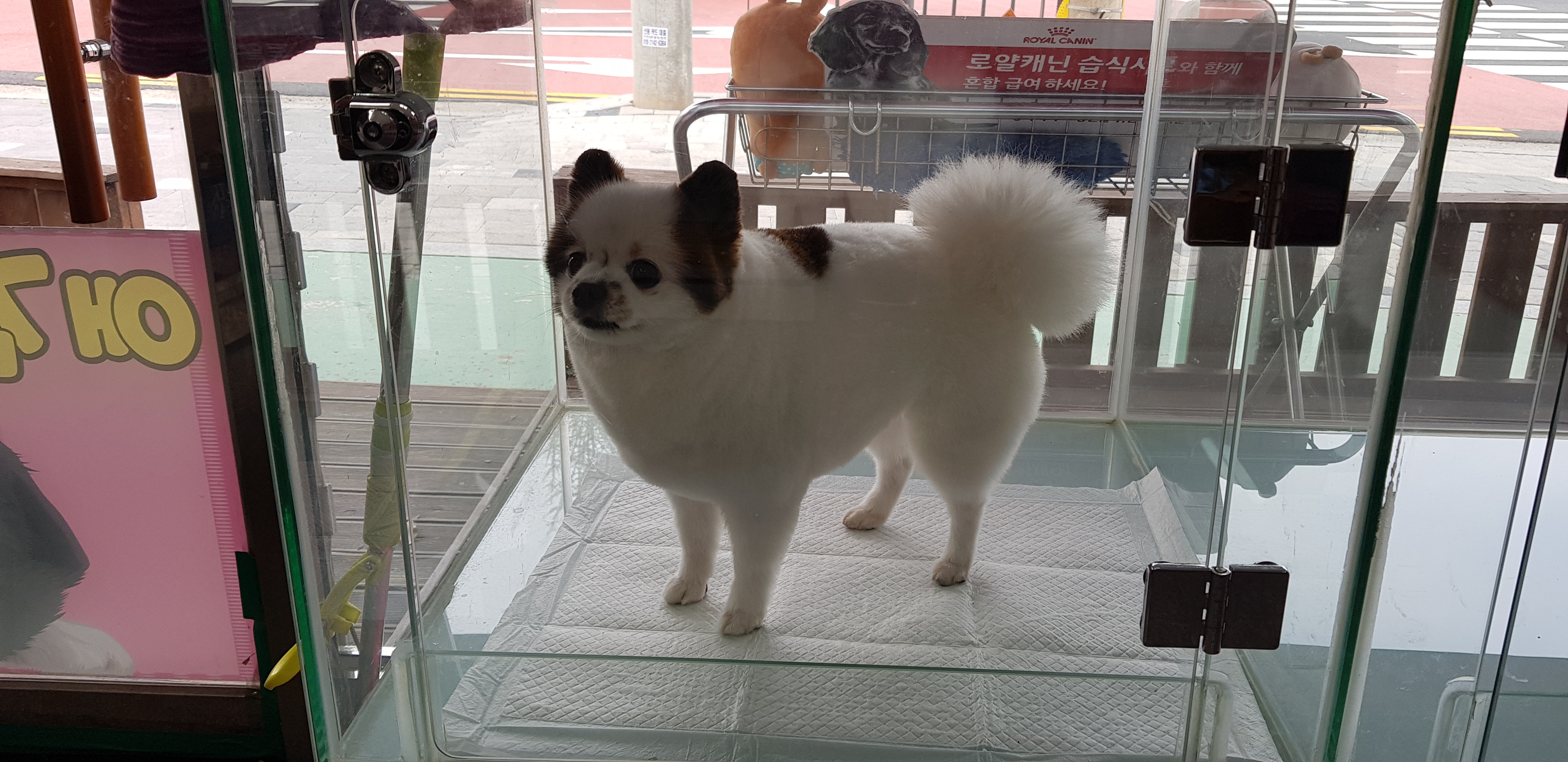 강아지본부 대표 이미지